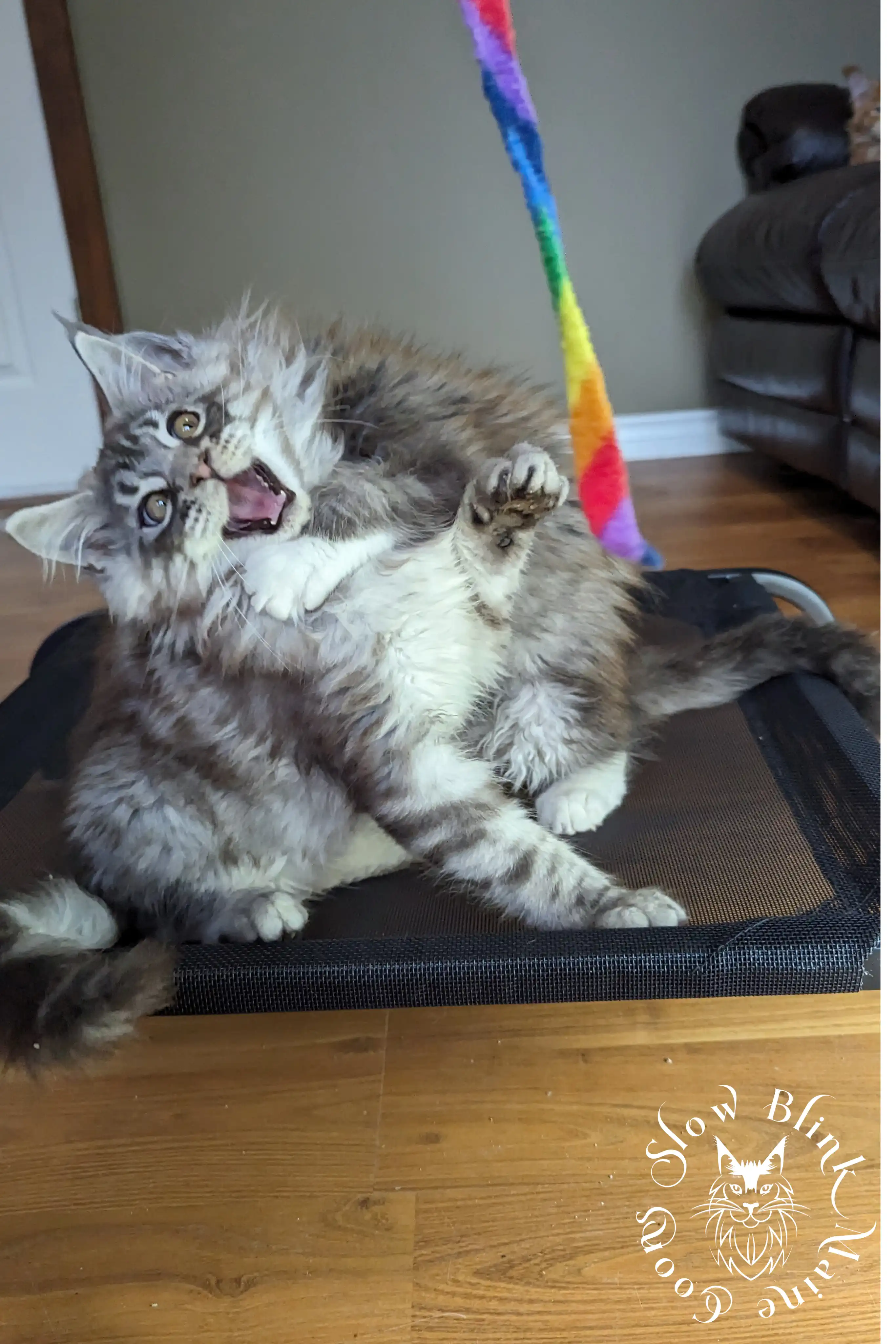 Black Silver Tabby Maine Coon Kittens > black silver tabby maine coon kitten | ems code ns 22 23 24 25 | slowblinkmainecoons | 05