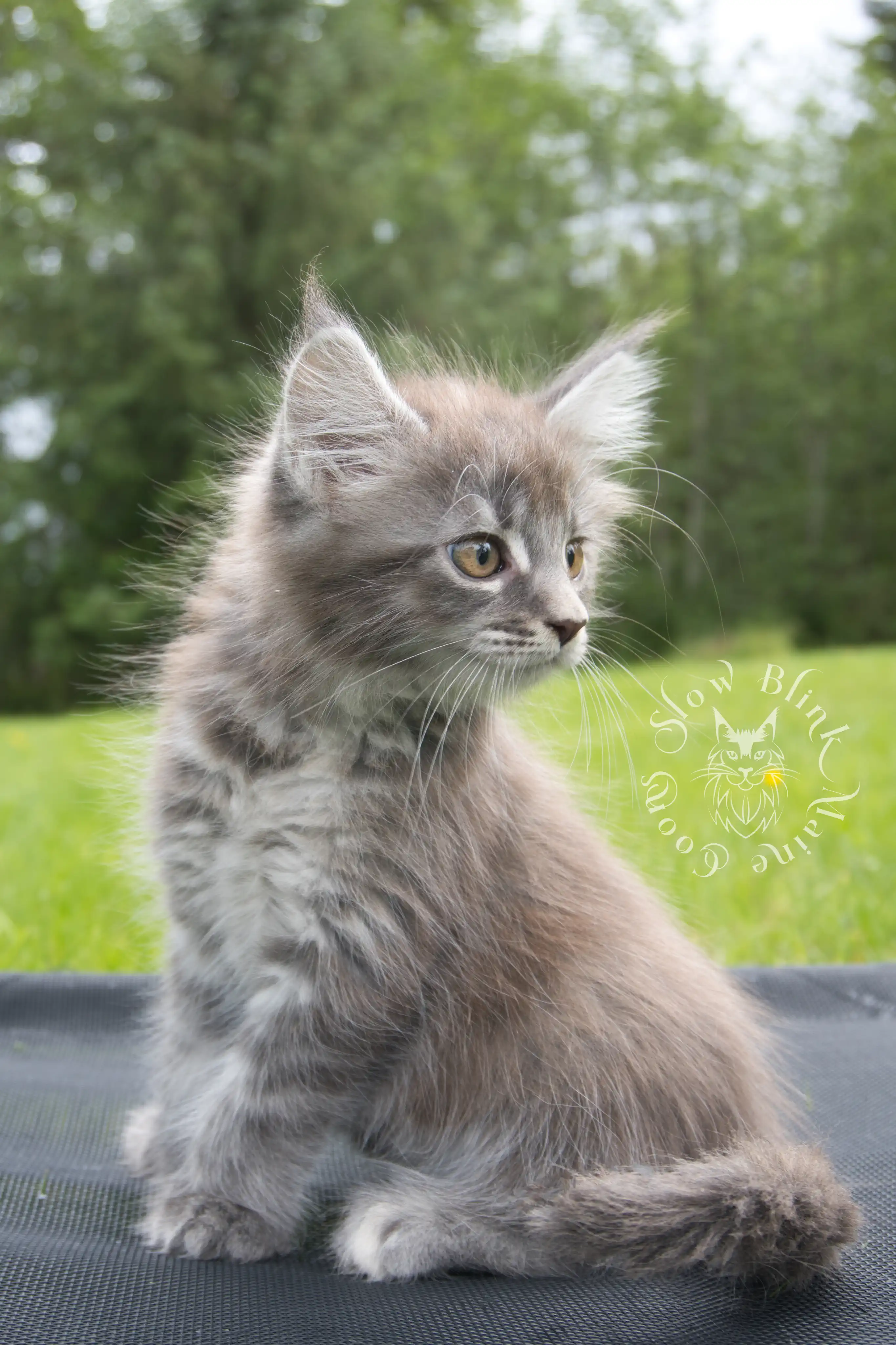 Black Silver Tabby Maine Coon Kittens > black silver tabby maine coon kitten | ems code ns 22 23 24 25 | slowblinkmainecoons | 08