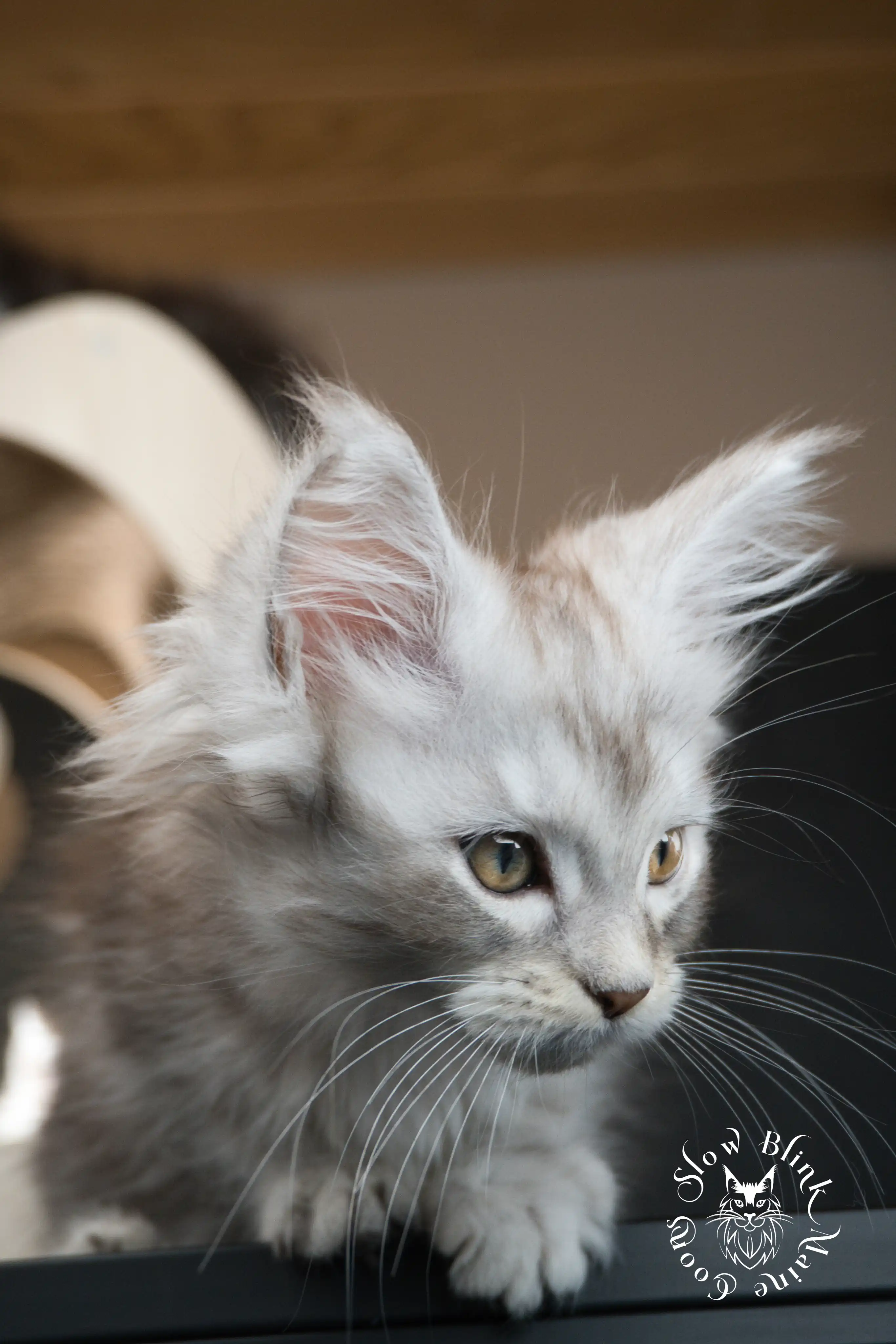 Black Silver Tabby Maine Coon Kittens > black silver tabby maine coon kitten | ems code ns 22 23 24 25 | slowblinkmainecoons | 09