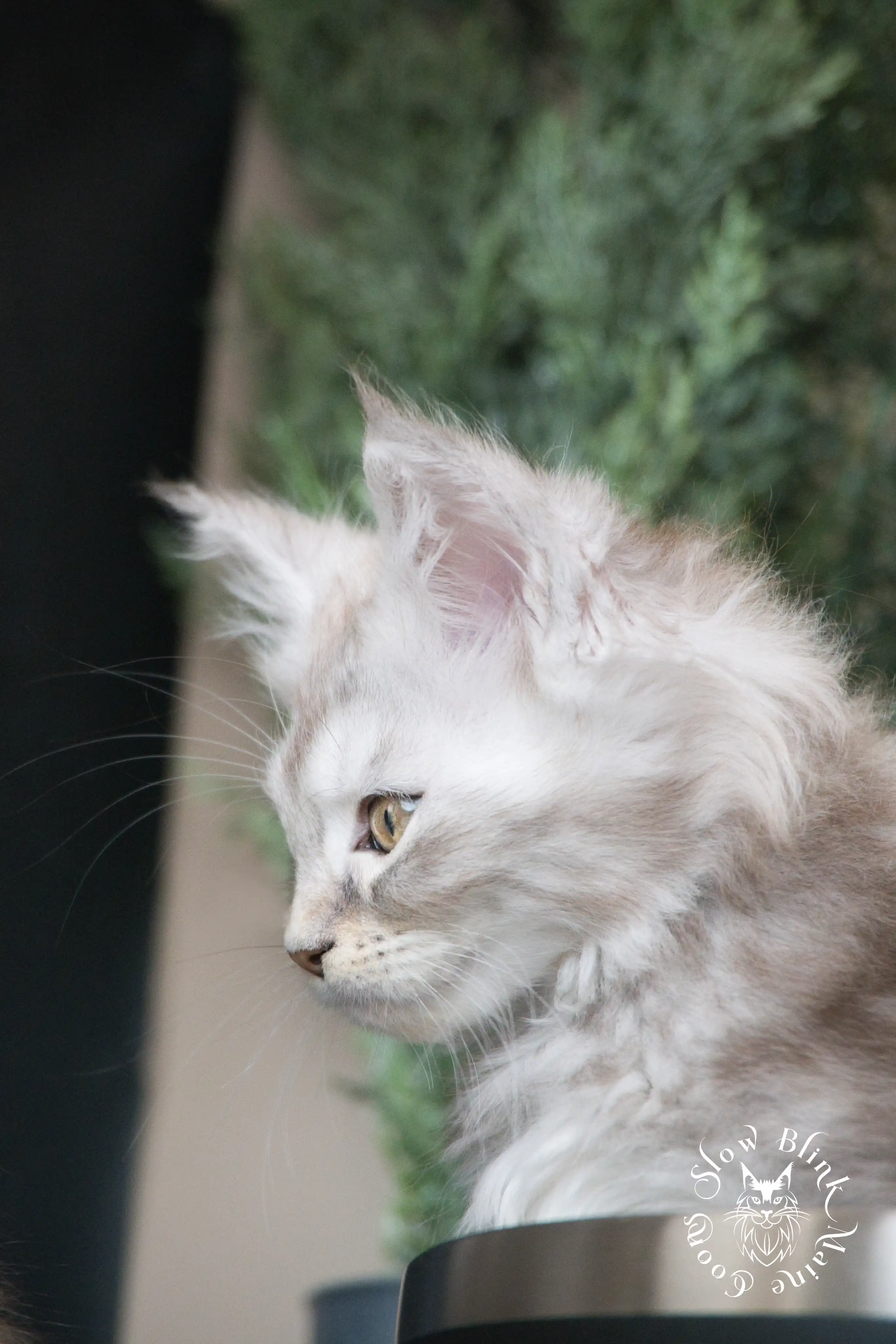 Black Silver Tabby Maine Coon Kittens > black silver tabby maine coon kitten | ems code ns 22 23 24 25 | slowblinkmainecoons | 0910