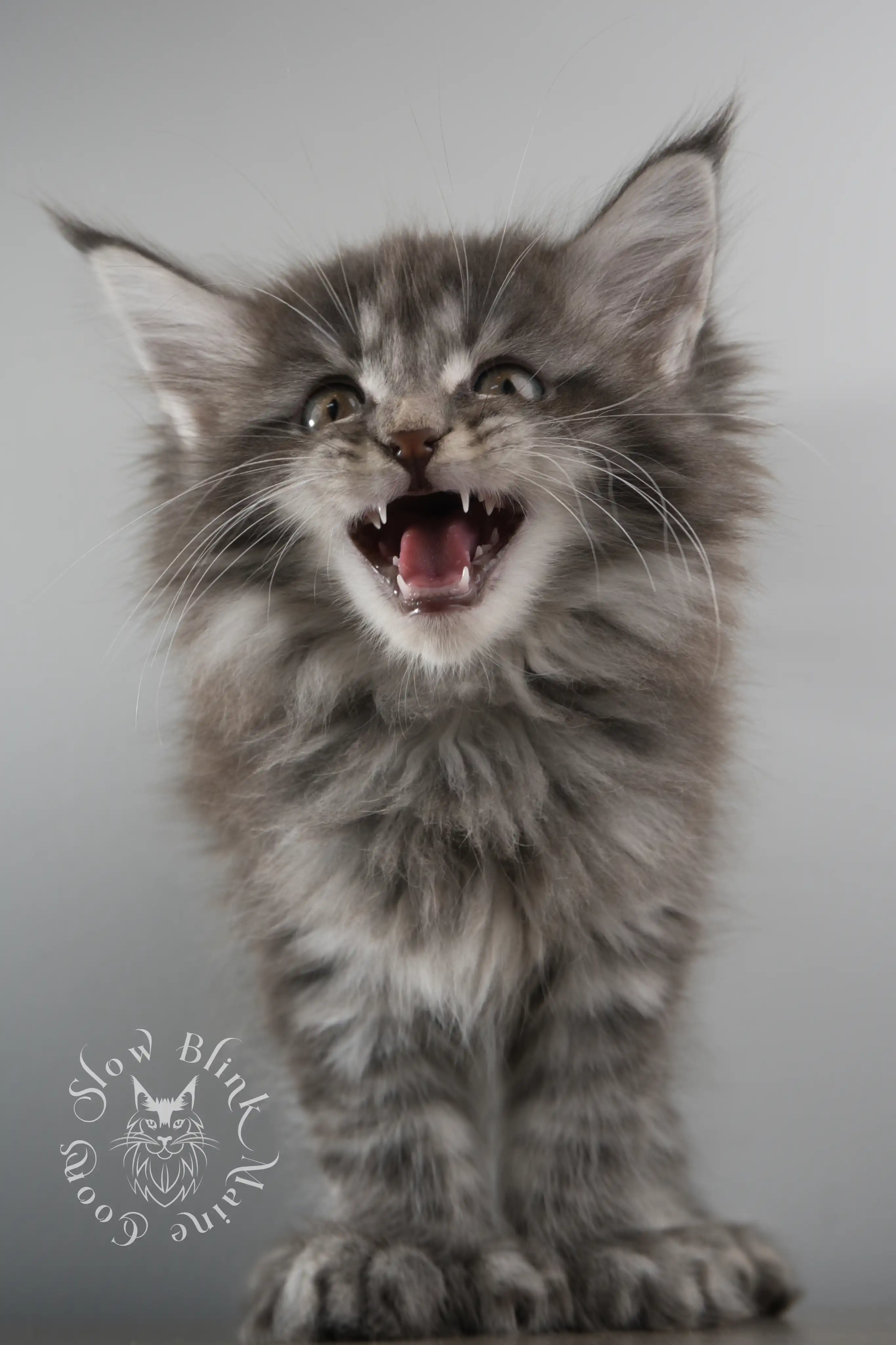 Black Silver Tabby Maine Coon Kittens > black silver tabby maine coon kitten | ems code ns 22 23 24 25 | slowblinkmainecoons | 110