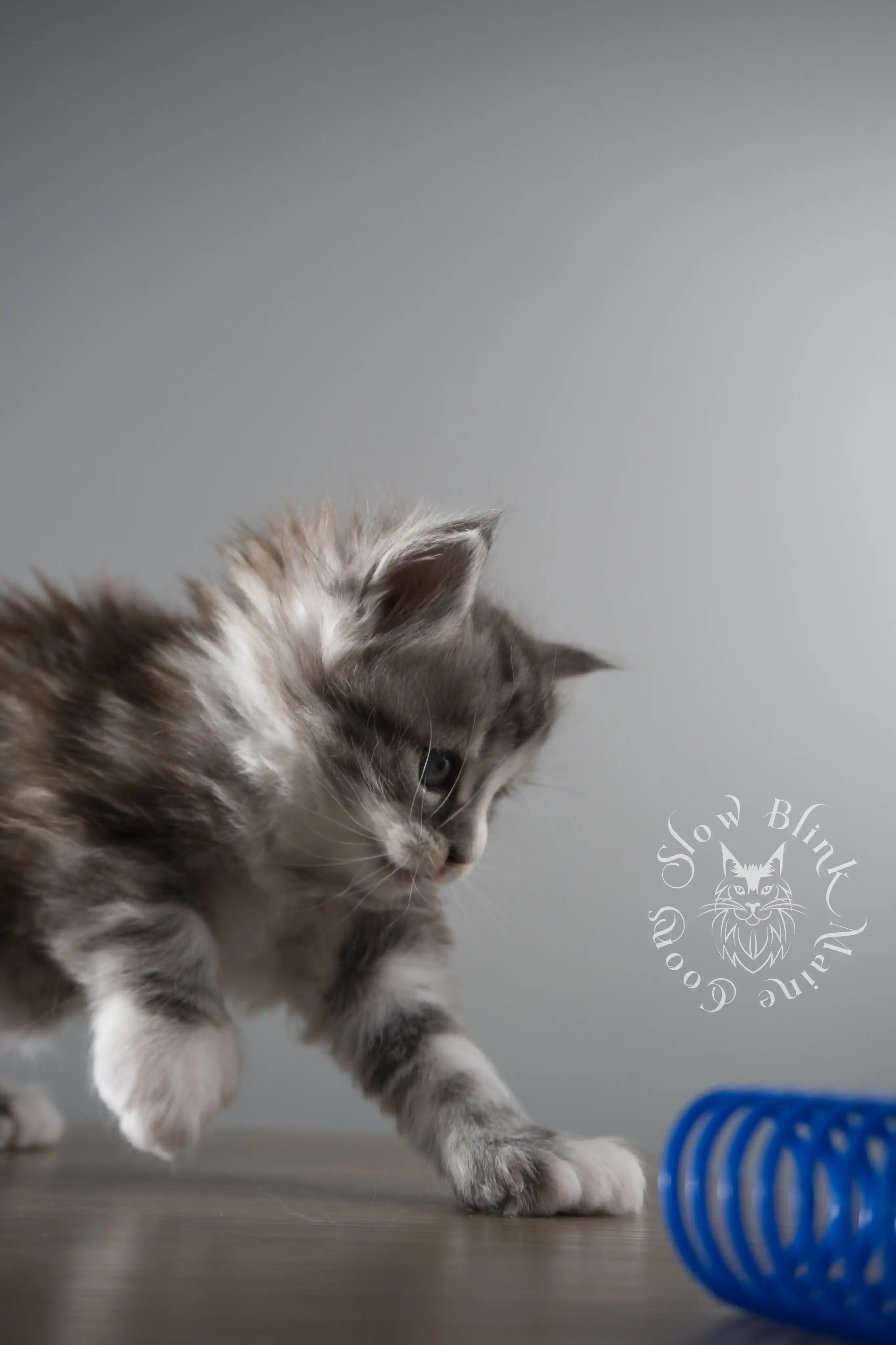 Black Silver Tabby Maine Coon Kittens > black silver tabby maine coon kitten | ems code ns 22 23 24 25 | slowblinkmainecoons | 114
