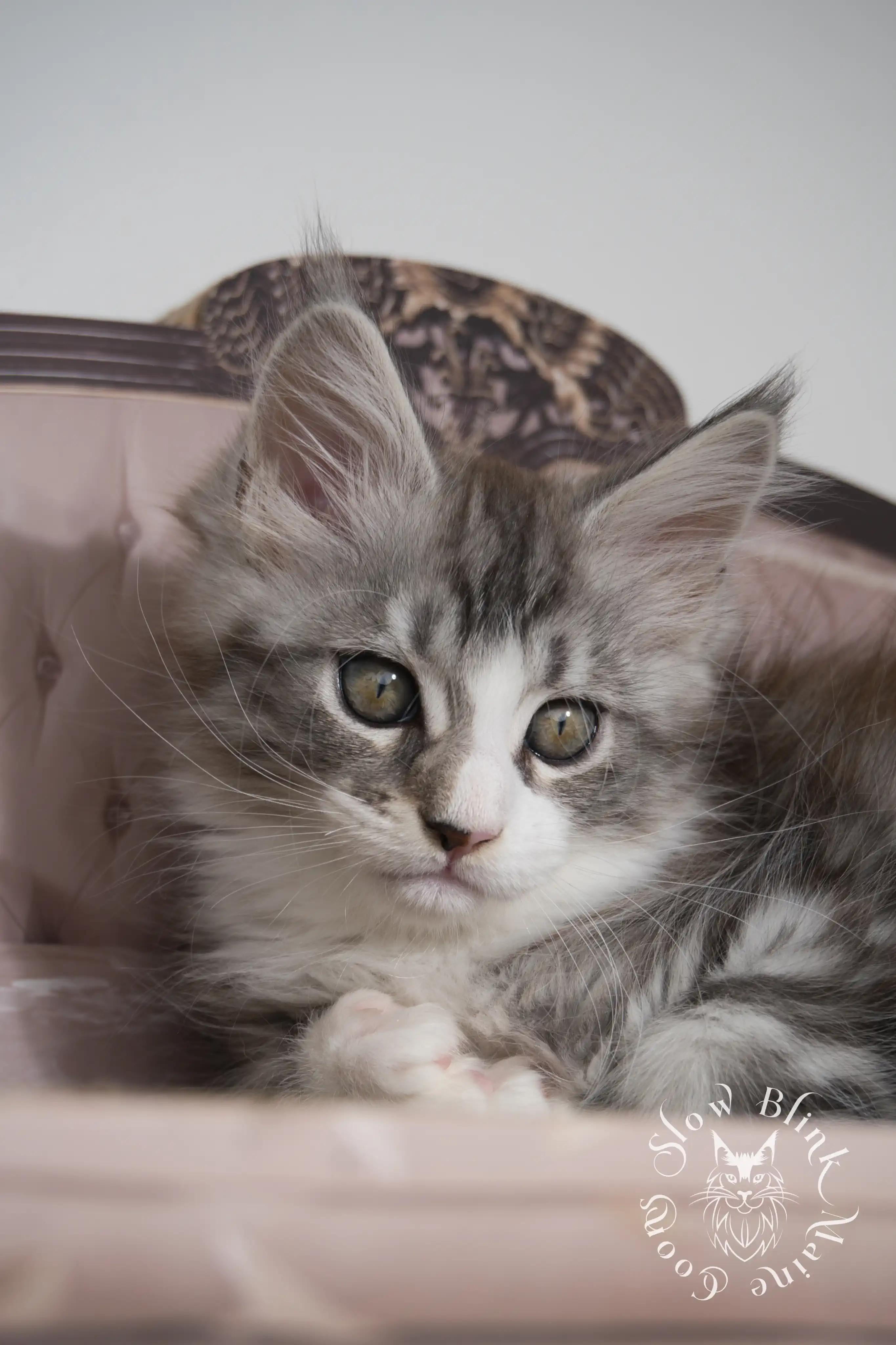 Black Silver Tabby Maine Coon Kittens > black silver tabby maine coon kitten | ems code ns 22 23 24 25 | slowblinkmainecoons | 117