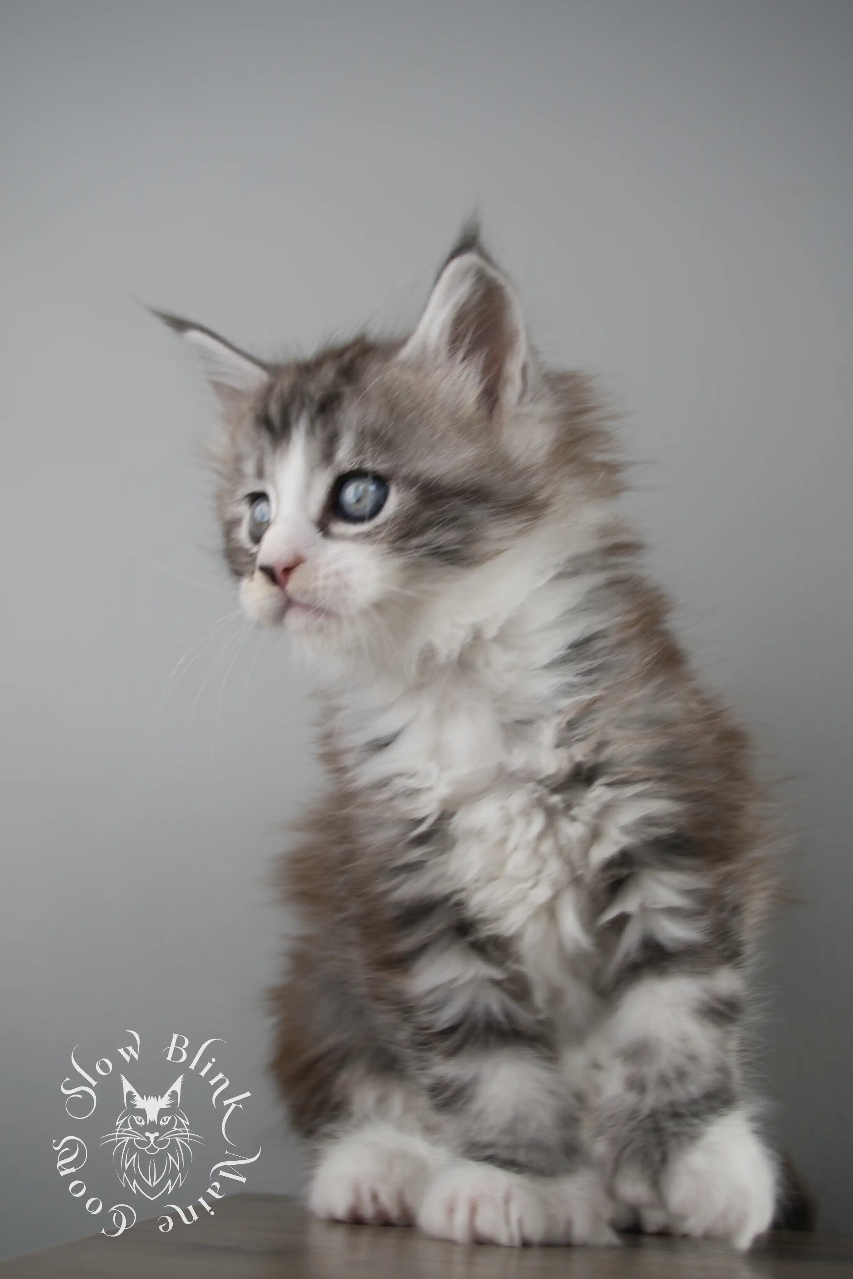 Black Silver Tabby Maine Coon Kittens > black silver tabby maine coon kitten | ems code ns 22 23 24 25 | slowblinkmainecoons | 118