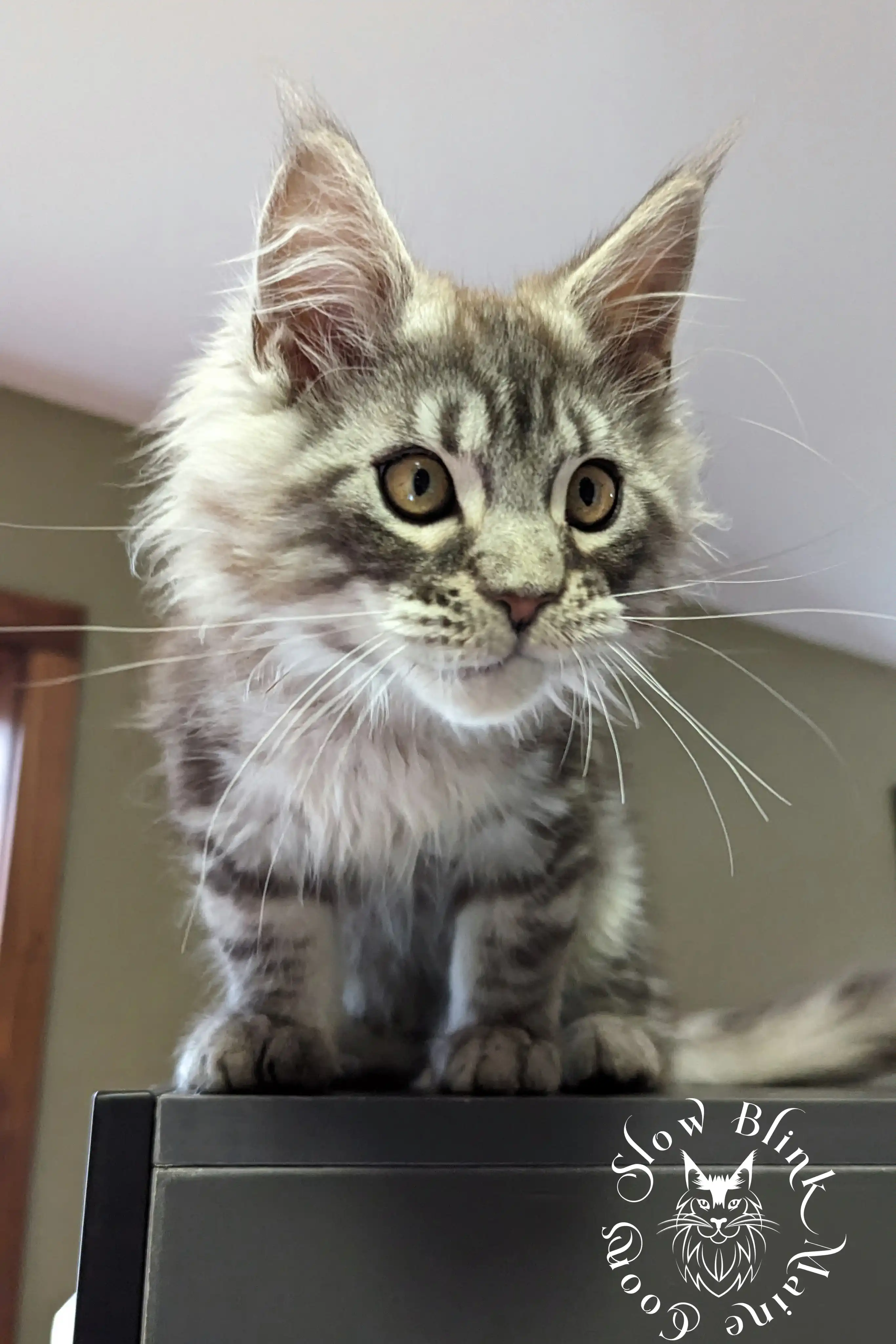Black Silver Tabby Maine Coon Kittens > black silver tabby maine coon kitten | ems code ns 22 23 24 25 | slowblinkmainecoons | 153