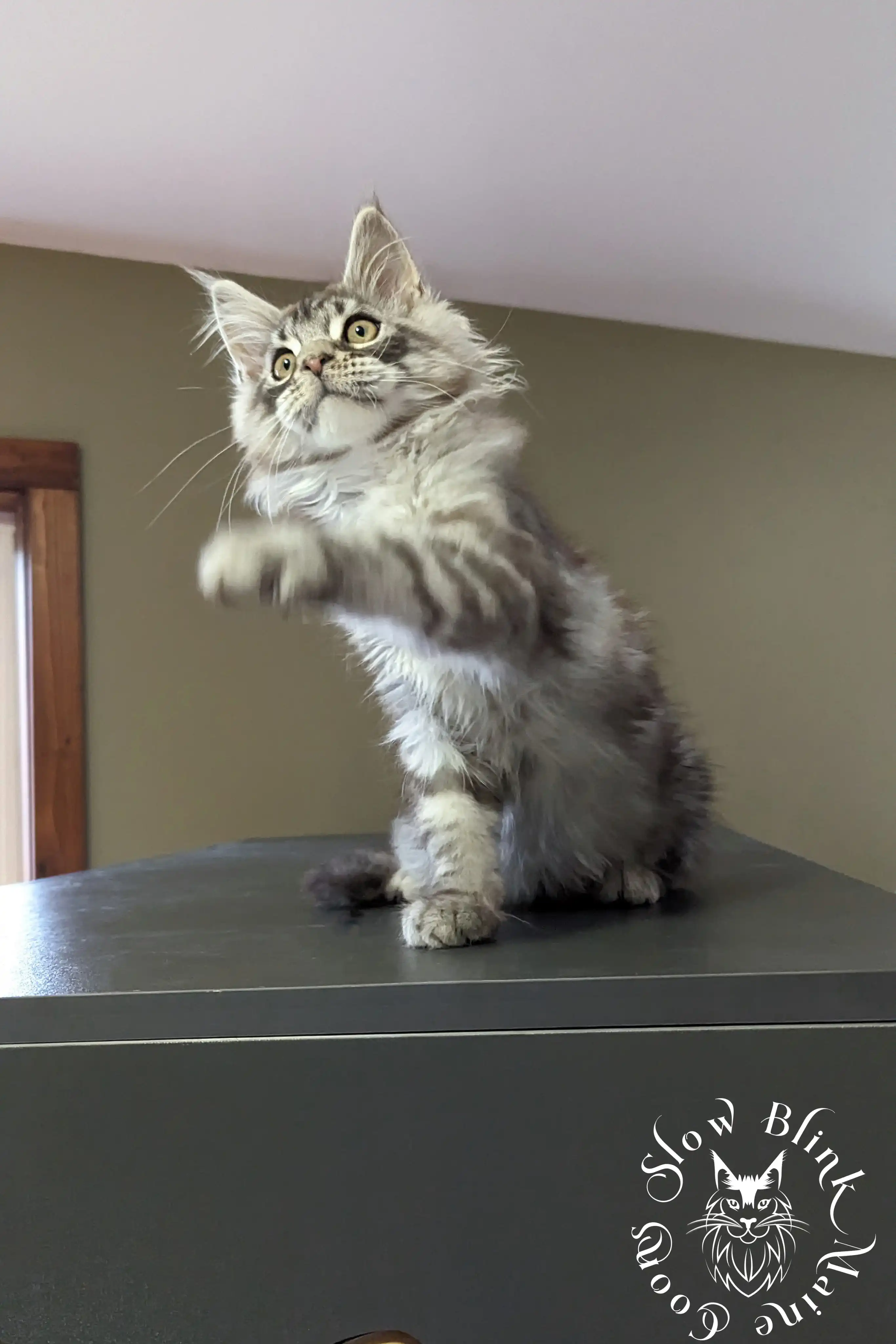 Black Silver Tabby Maine Coon Kittens > black silver tabby maine coon kitten | ems code ns 22 23 24 25 | slowblinkmainecoons | 154