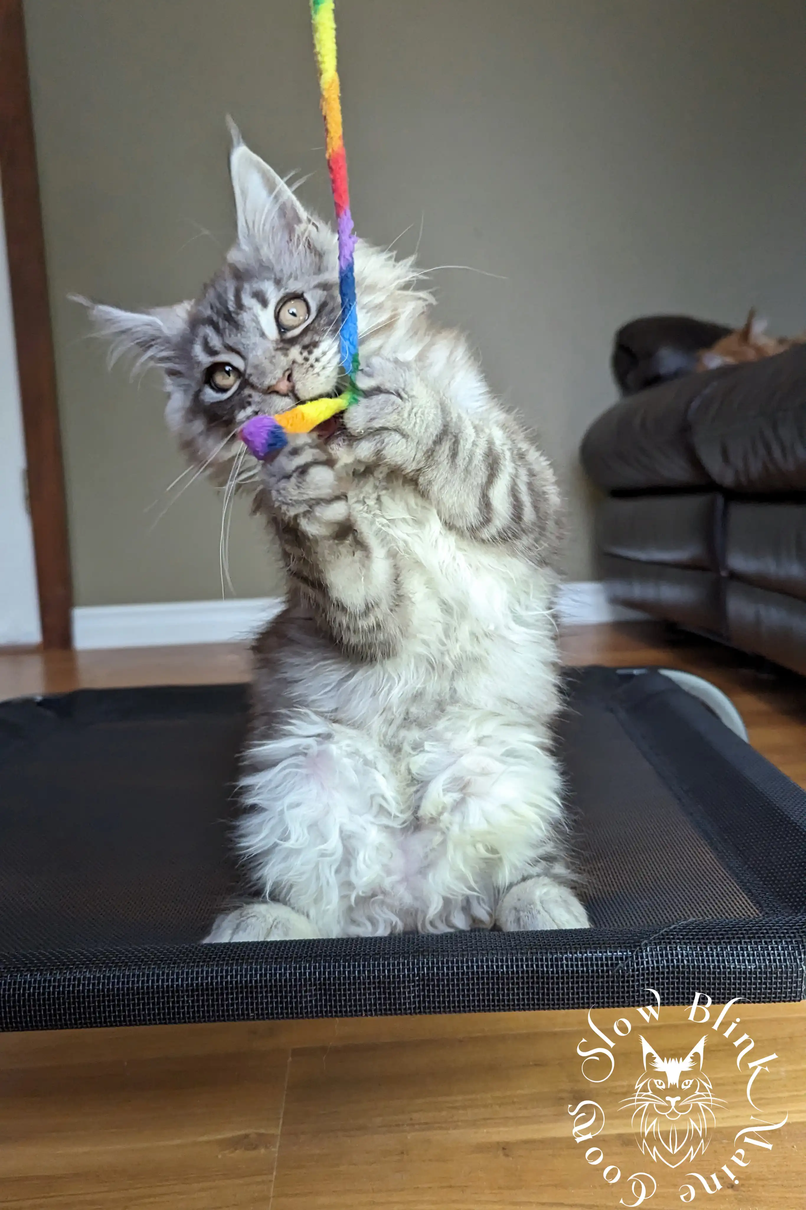 Black Silver Tabby Maine Coon Kittens > black silver tabby maine coon kitten | ems code ns 22 23 24 25 | slowblinkmainecoons | 156