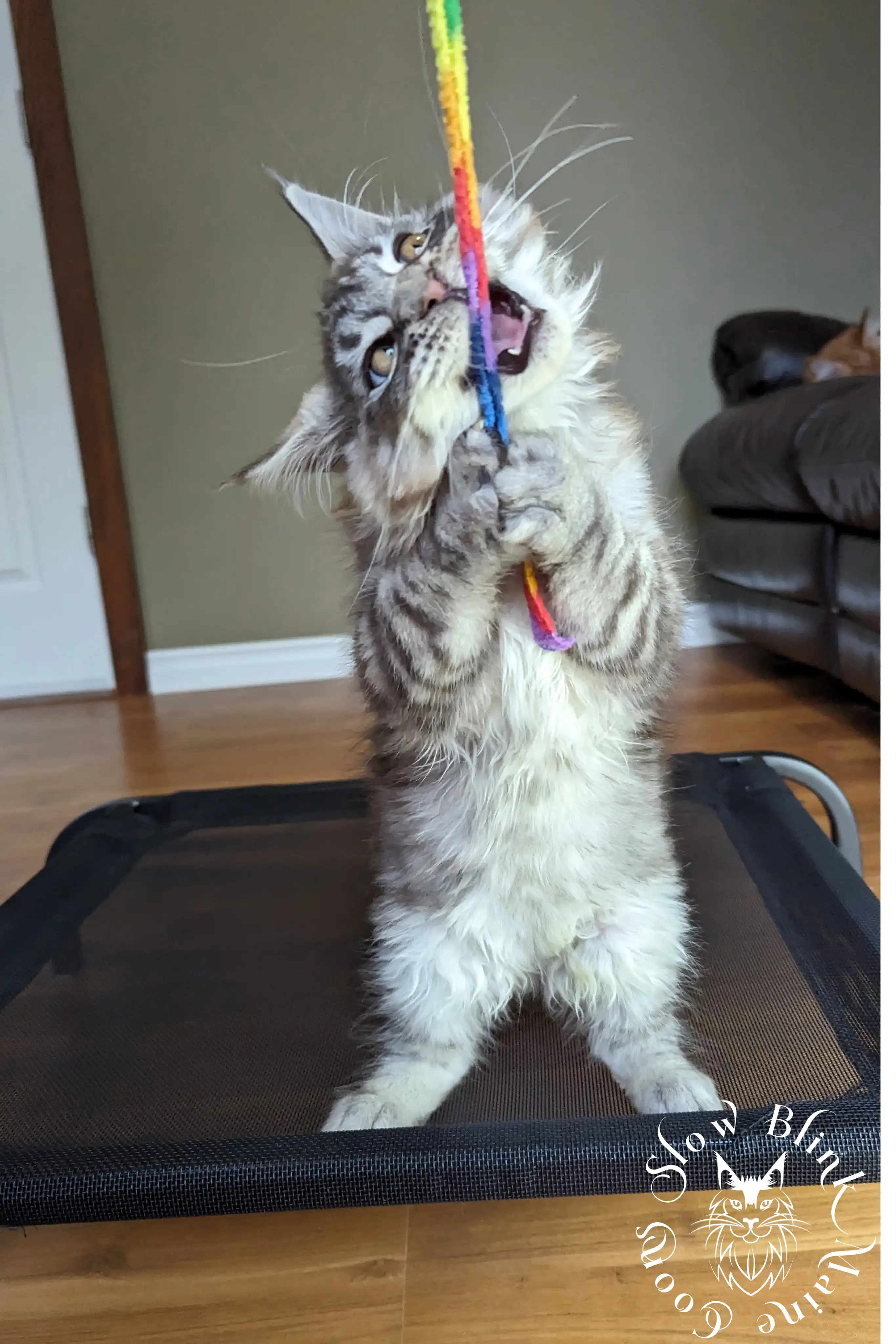 Black Silver Tabby Maine Coon Kittens > black silver tabby maine coon kitten | ems code ns 22 23 24 25 | slowblinkmainecoons | 157