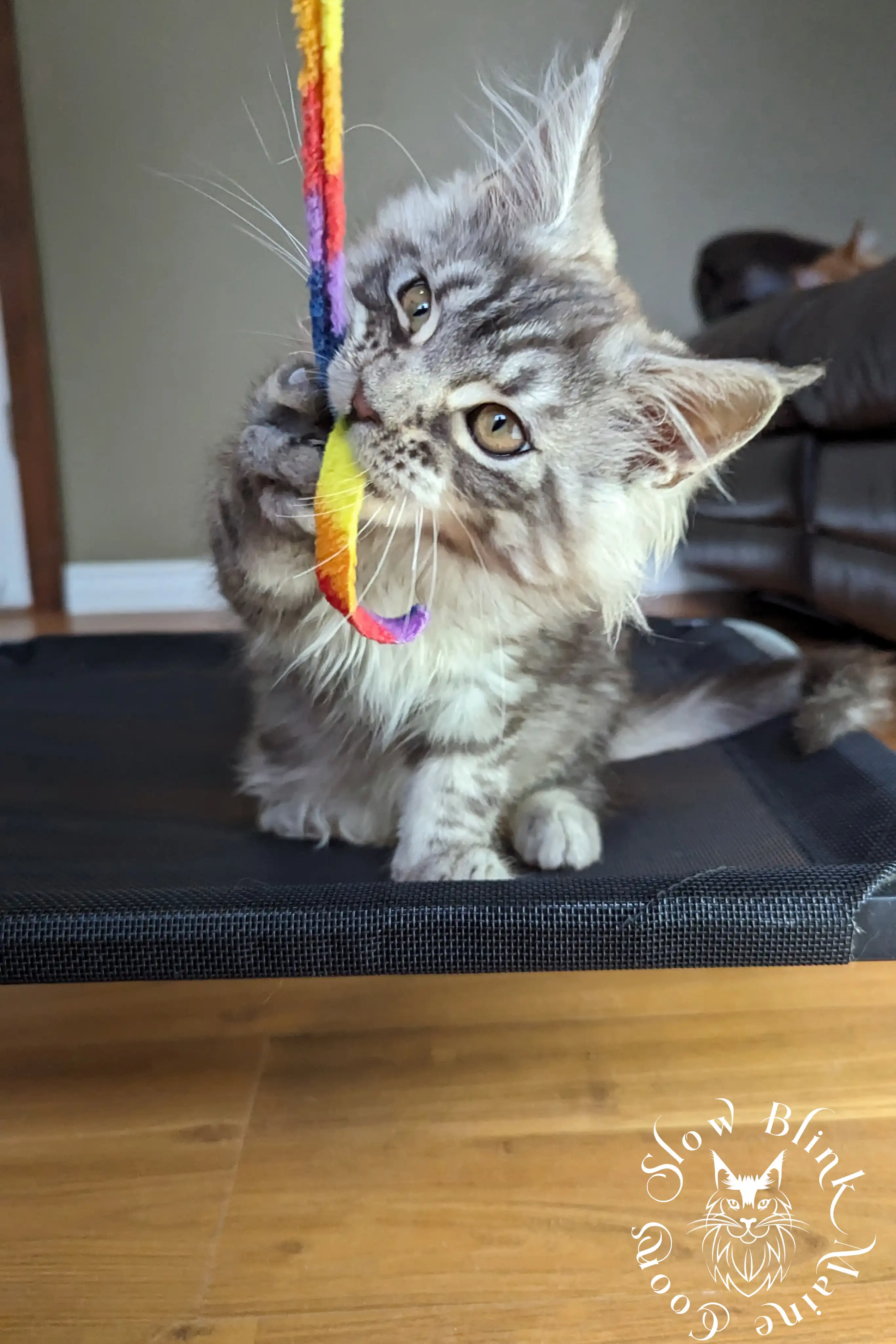 Black Silver Tabby Maine Coon Kittens > black silver tabby maine coon kitten | ems code ns 22 23 24 25 | slowblinkmainecoons | 158