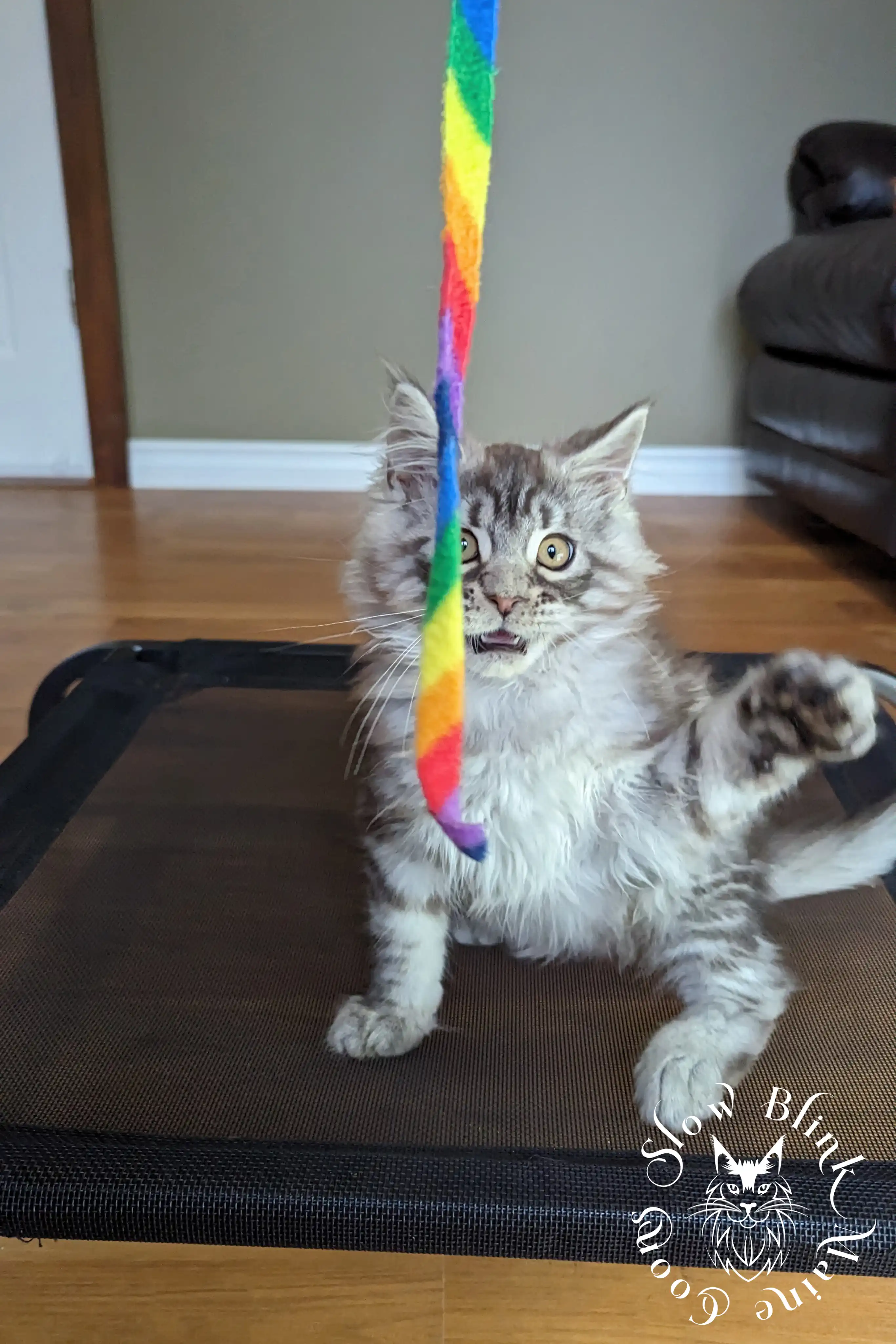 Black Silver Tabby Maine Coon Kittens > black silver tabby maine coon kitten | ems code ns 22 23 24 25 | slowblinkmainecoons | 159