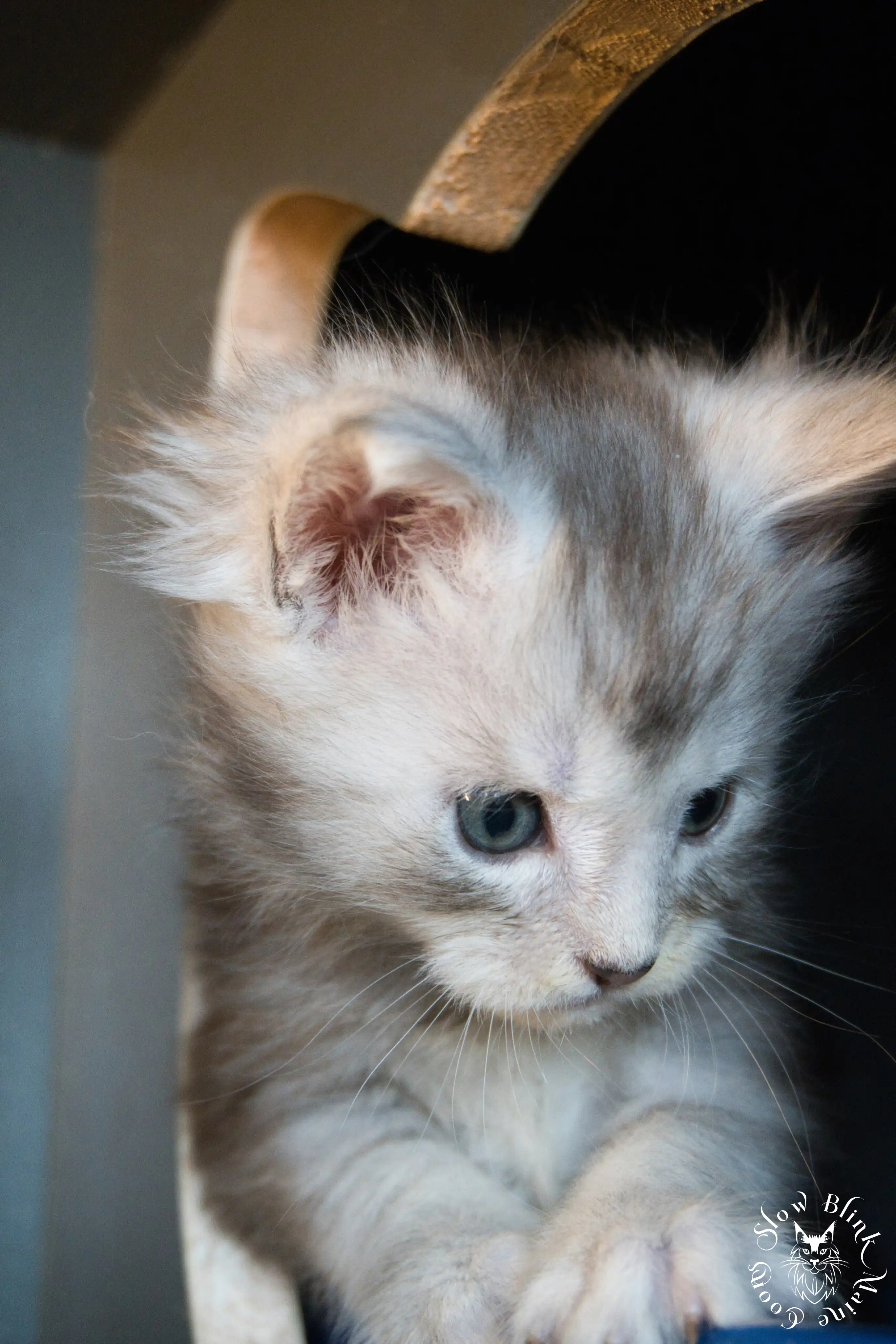 Black Silver Tabby Maine Coon Kittens > black silver tabby maine coon kitten | ems code ns 22 23 24 25 | slowblinkmainecoons | 264