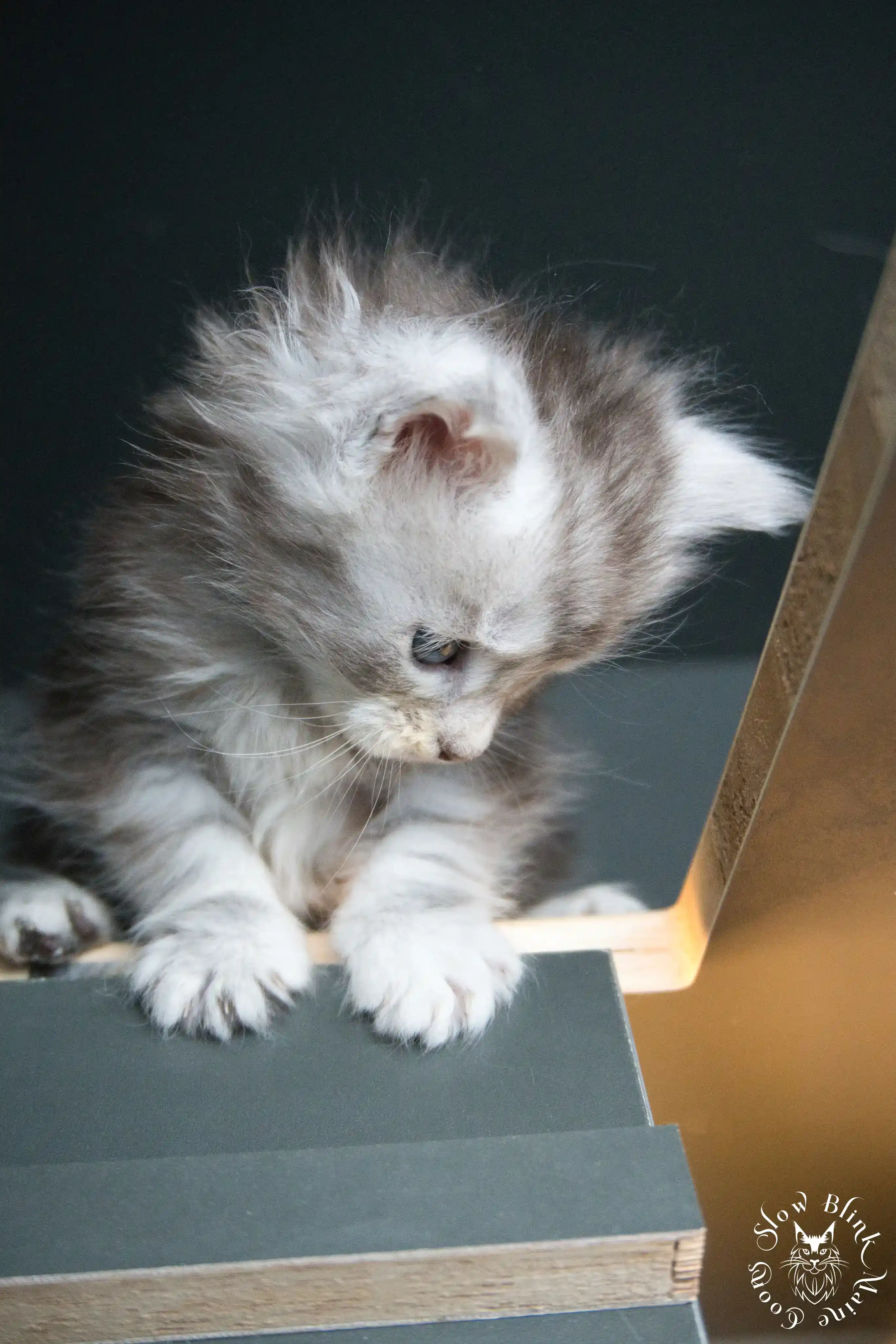 Black Silver Tabby Maine Coon Kittens > black silver tabby maine coon kitten | ems code ns 22 23 24 25 | slowblinkmainecoons | 267