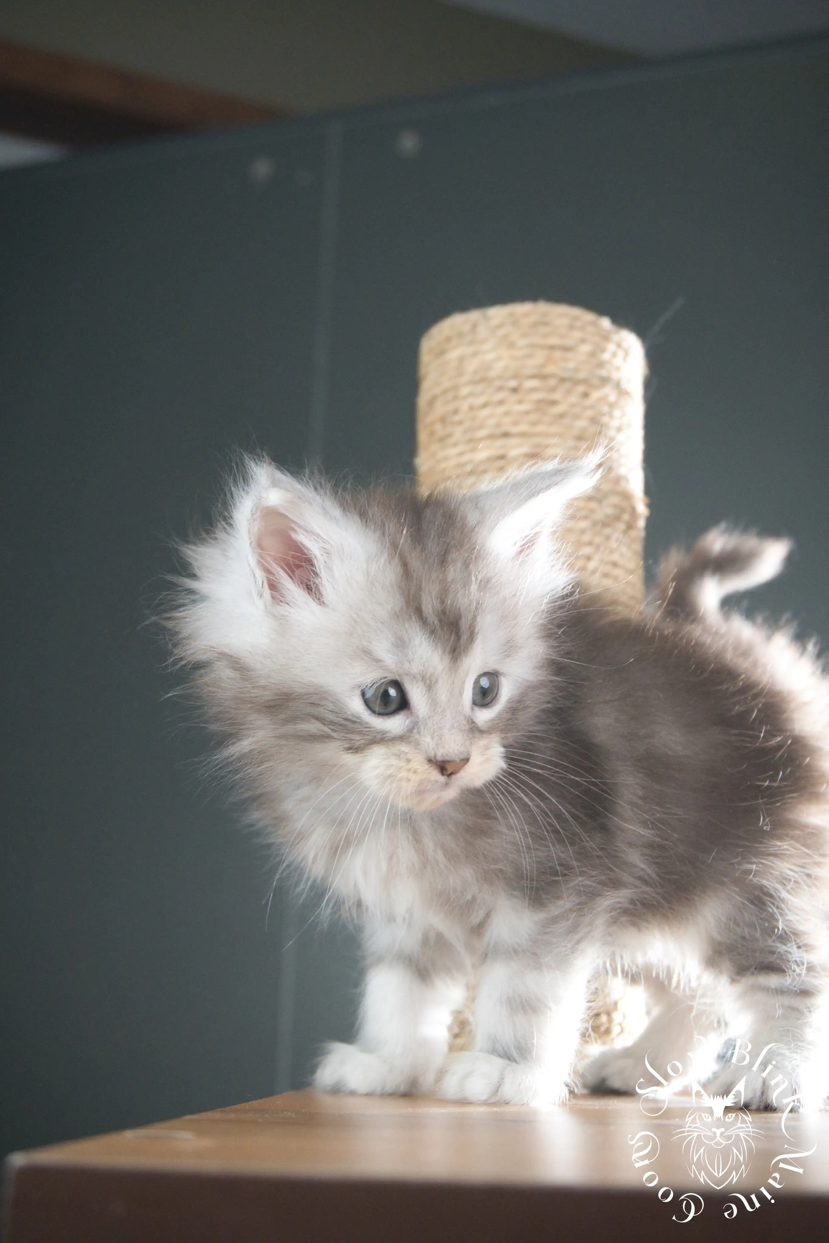 Black Silver Tabby Maine Coon Kittens > black silver tabby maine coon kitten | ems code ns 22 23 24 25 | slowblinkmainecoons | 313