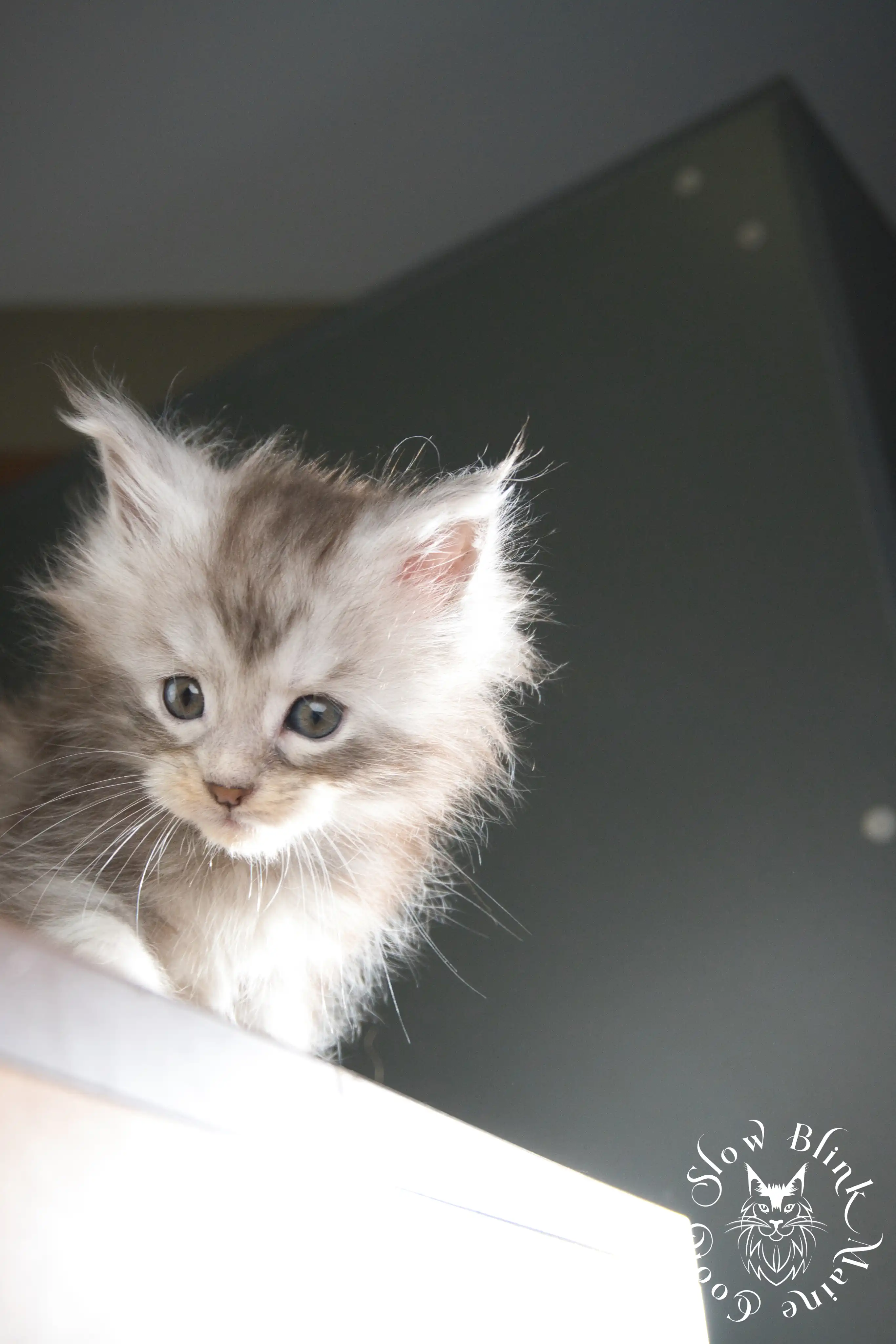 Black Silver Tabby Maine Coon Kittens > black silver tabby maine coon kitten | ems code ns 22 23 24 25 | slowblinkmainecoons | 336