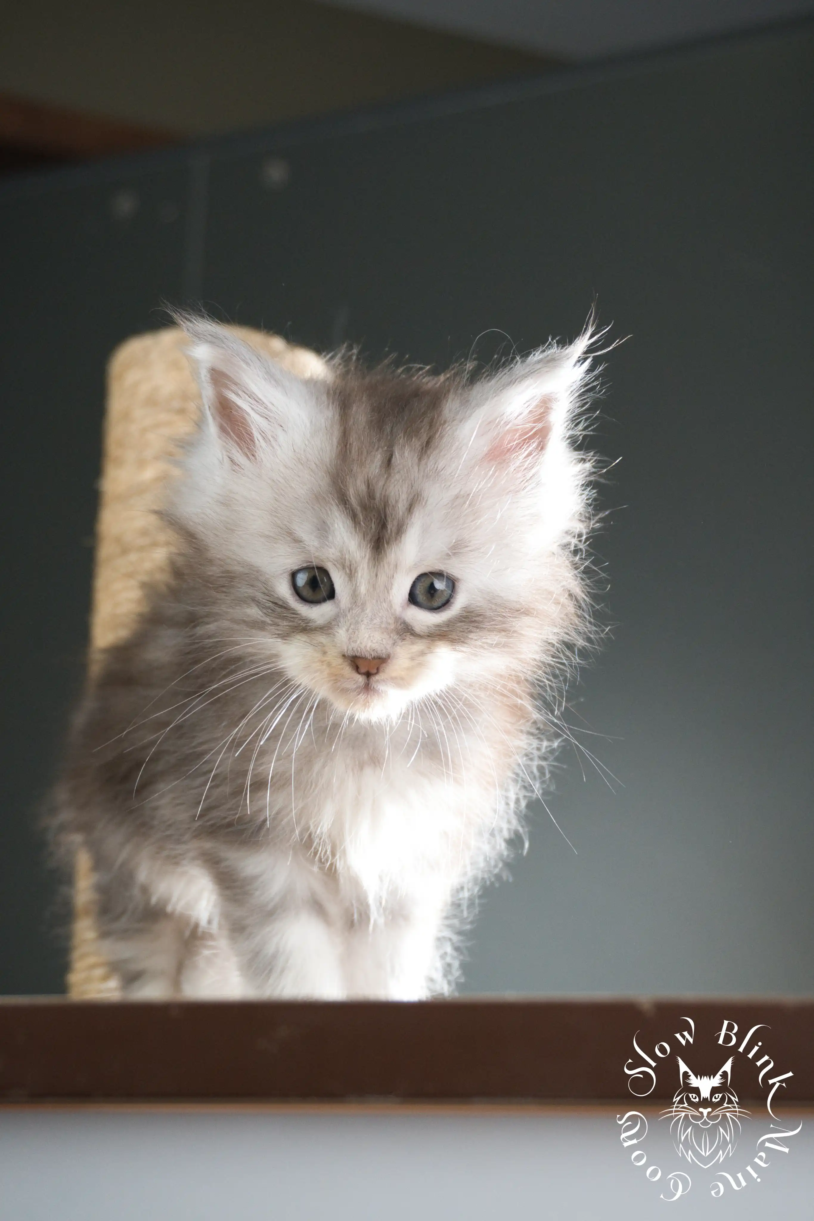 Black Silver Tabby Maine Coon Kittens > black silver tabby maine coon kitten | ems code ns 22 23 24 25 | slowblinkmainecoons | 337