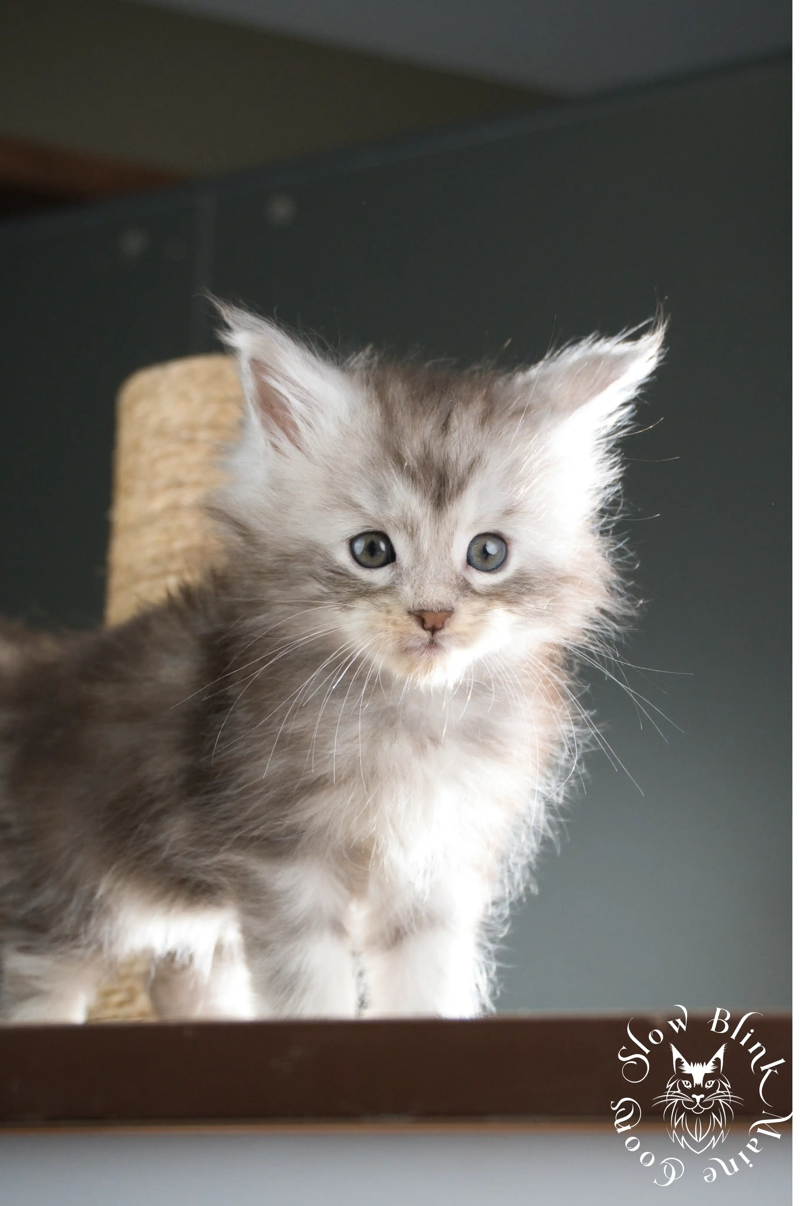 Black Silver Tabby Maine Coon Kittens > black silver tabby maine coon kitten | ems code ns 22 23 24 25 | slowblinkmainecoons | 338