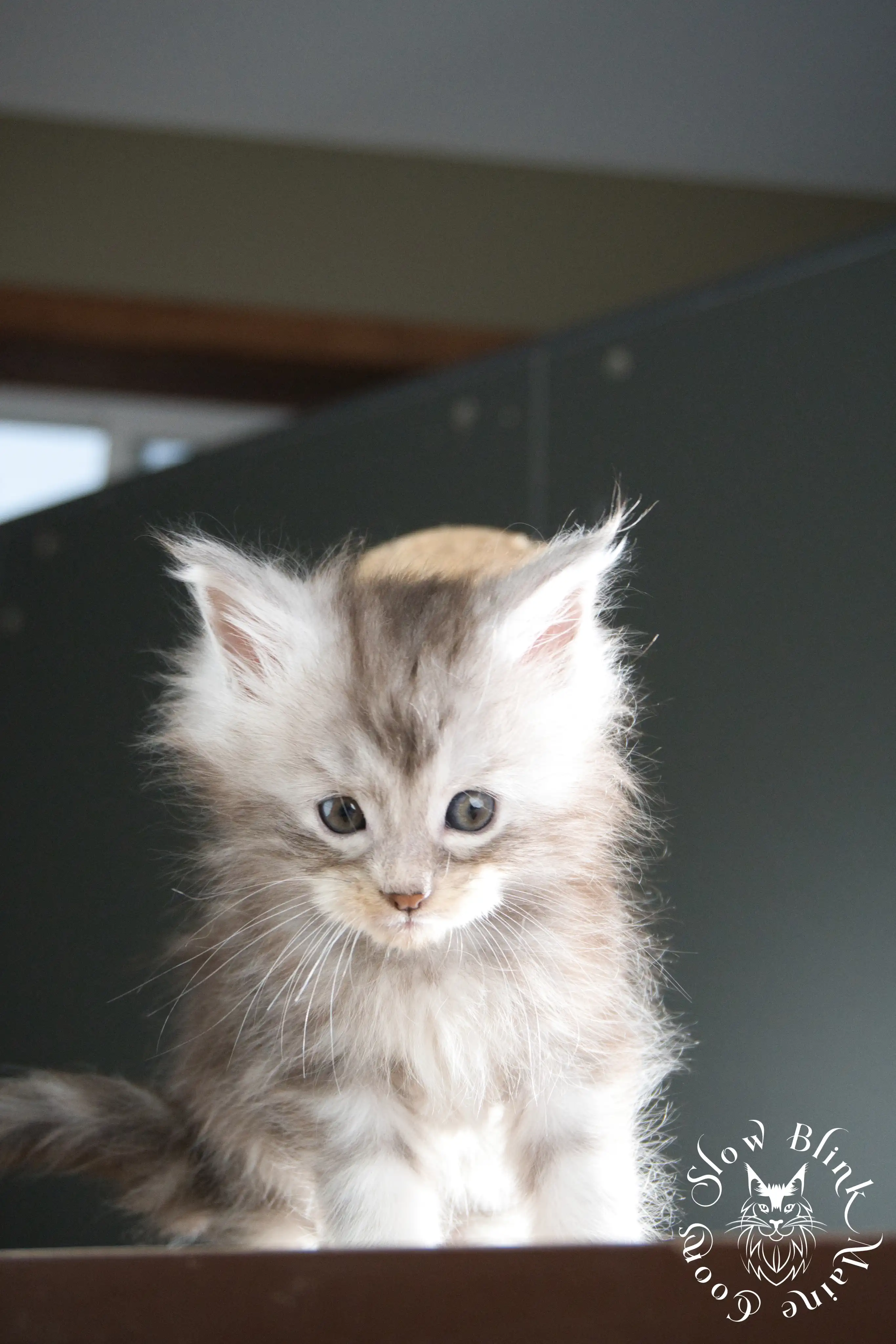 Black Silver Tabby Maine Coon Kittens > black silver tabby maine coon kitten | ems code ns 22 23 24 25 | slowblinkmainecoons | 339