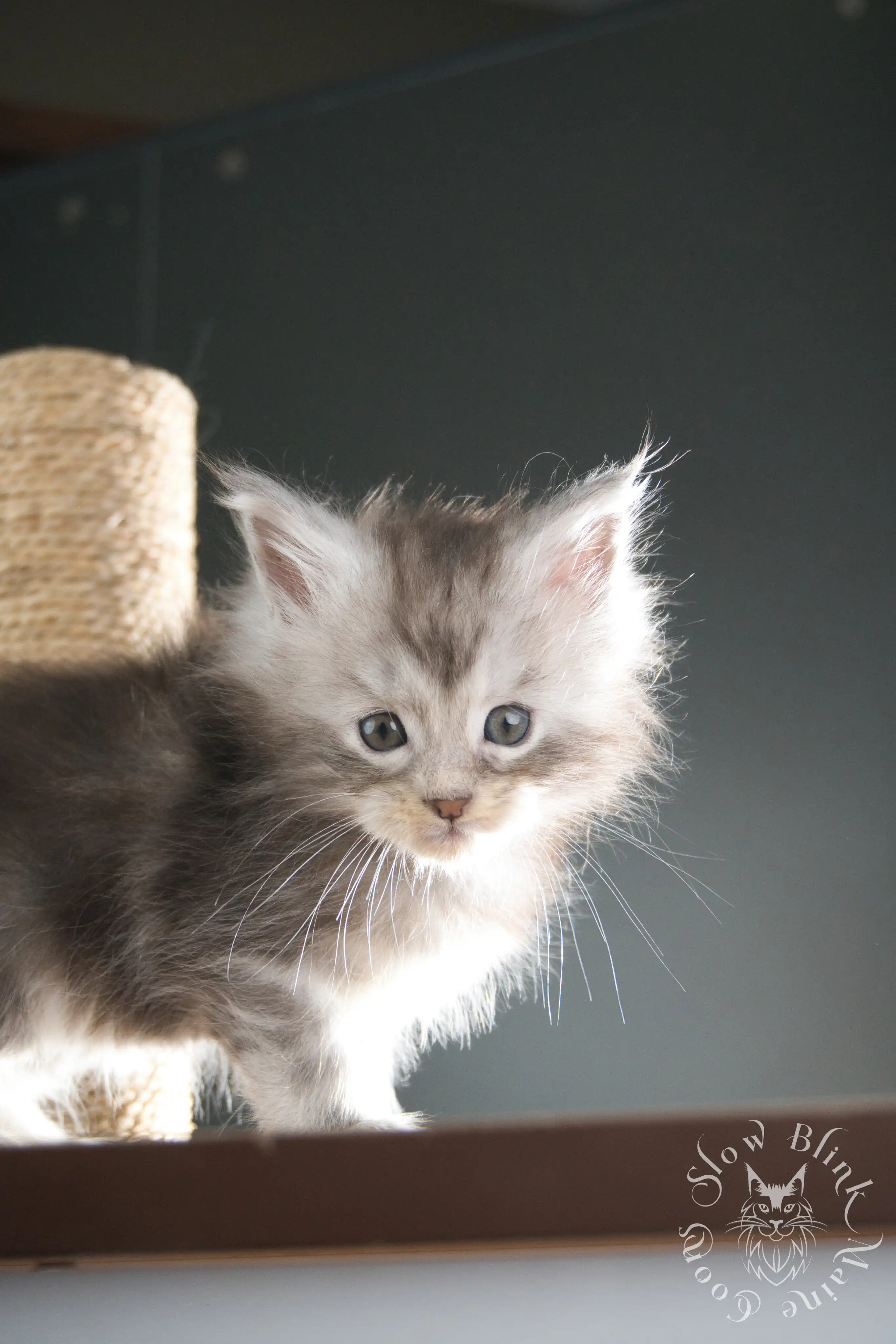 Black Silver Tabby Maine Coon Kittens > black silver tabby maine coon kitten | ems code ns 22 23 24 25 | slowblinkmainecoons | 340