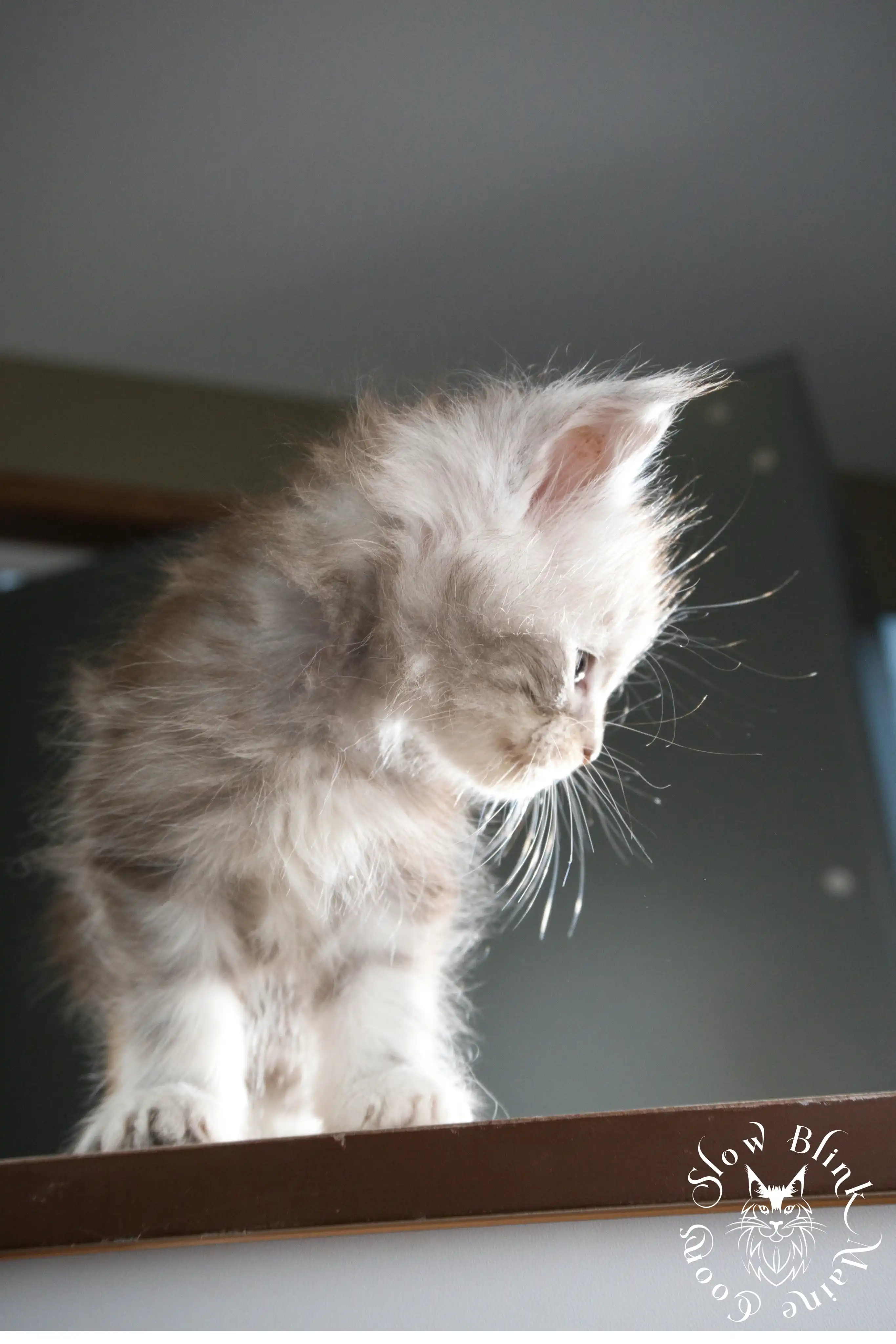 Black Silver Tabby Maine Coon Kittens > black silver tabby maine coon kitten | ems code ns 22 23 24 25 | slowblinkmainecoons | 342