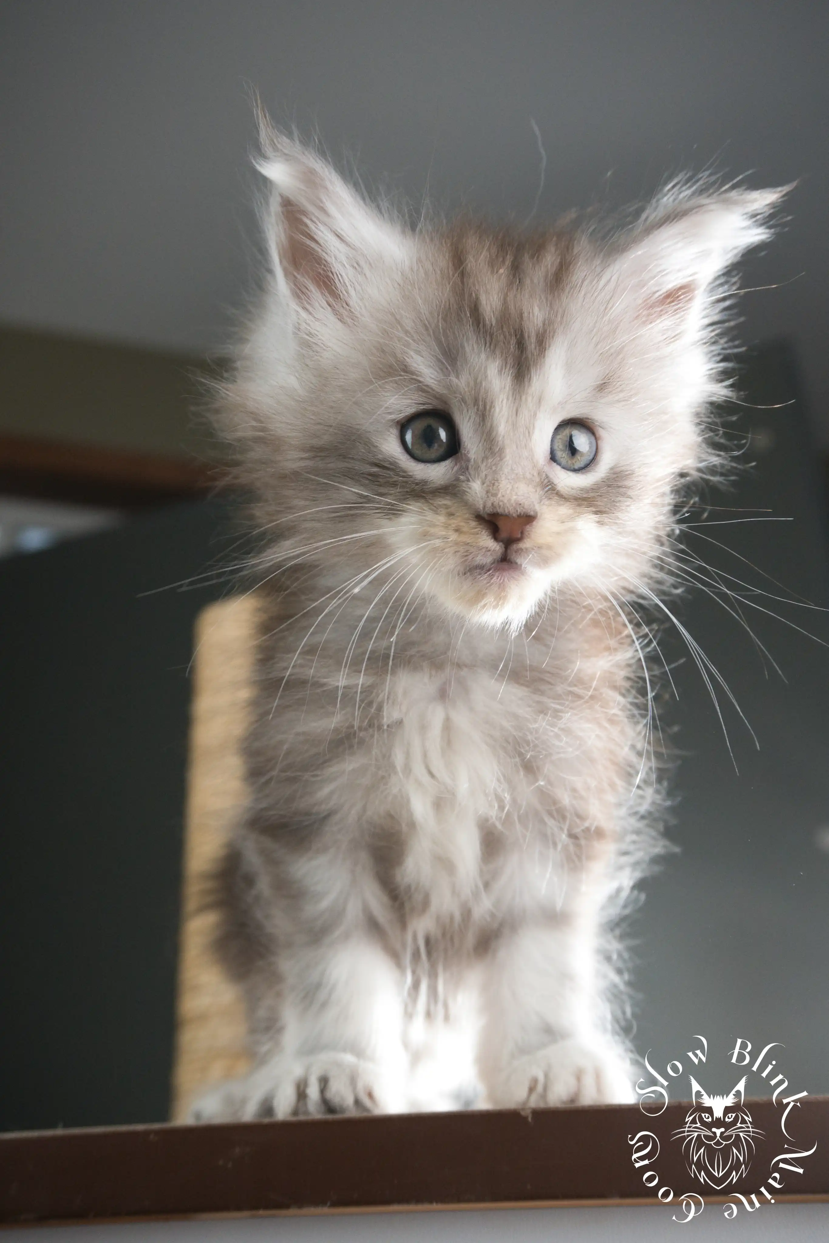 Black Silver Tabby Maine Coon Kittens > black silver tabby maine coon kitten | ems code ns 22 23 24 25 | slowblinkmainecoons | 343
