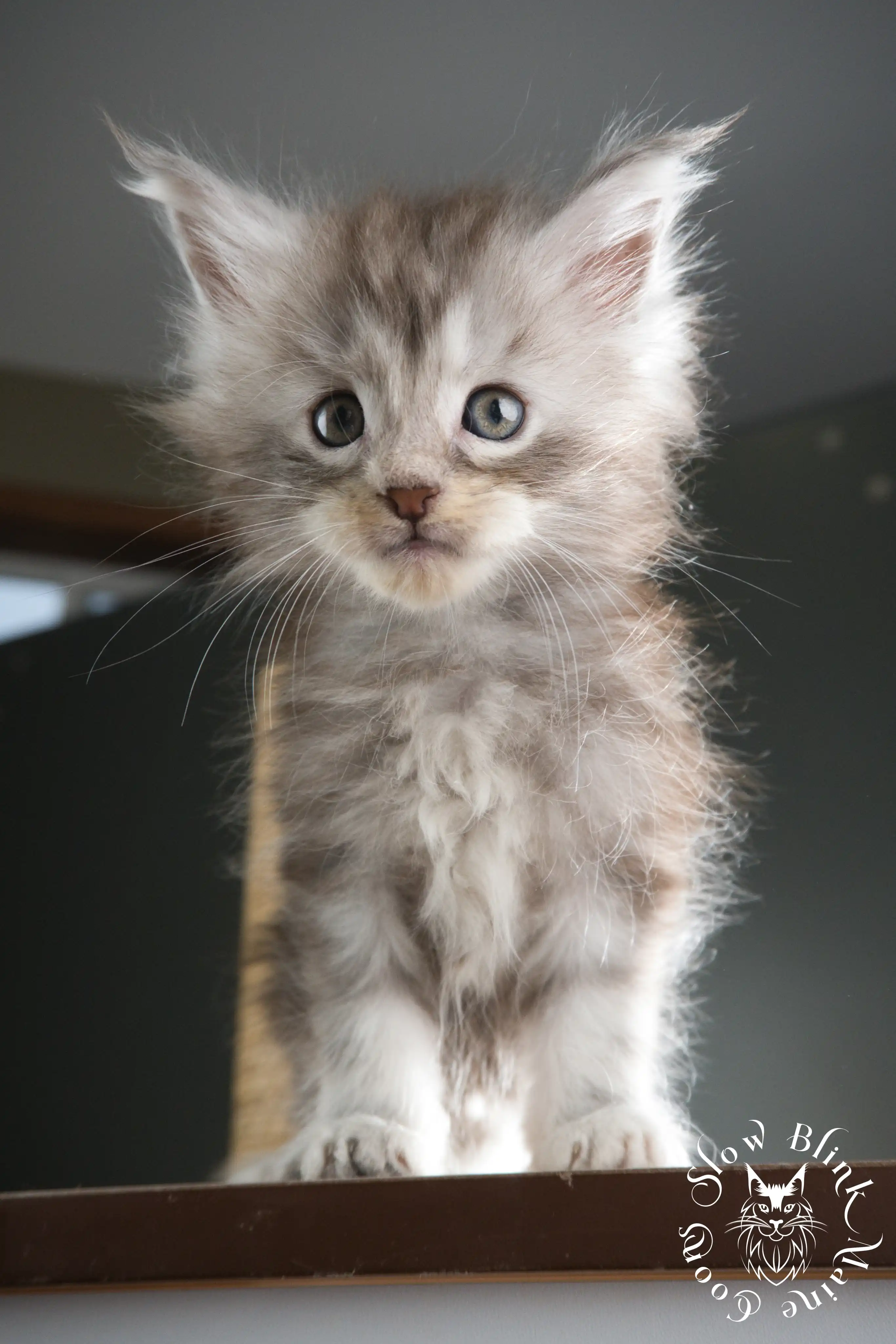 Black Silver Tabby Maine Coon Kittens > black silver tabby maine coon kitten | ems code ns 22 23 24 25 | slowblinkmainecoons | 344