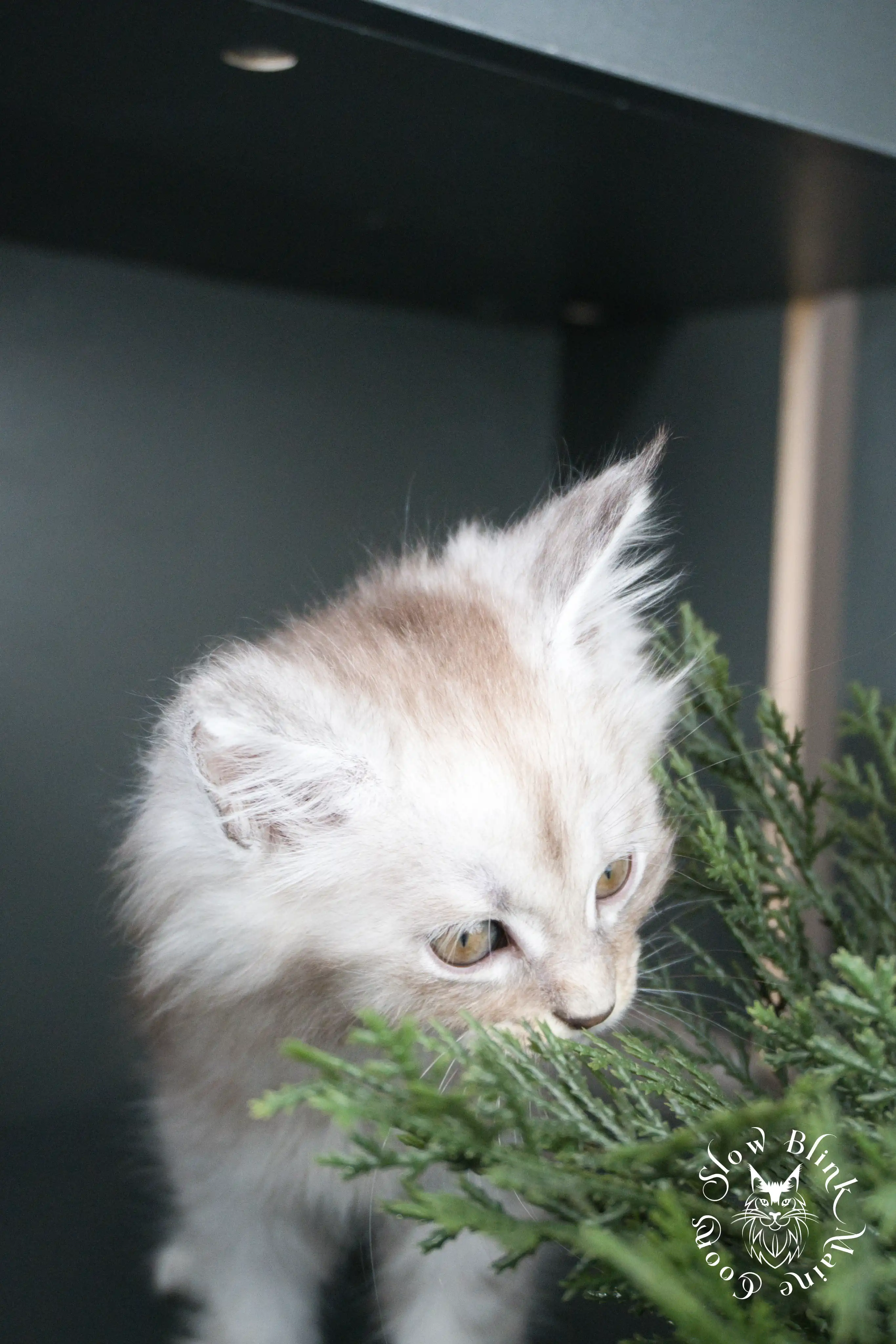 Black Silver Tabby Maine Coon Kittens > black silver tabby maine coon kitten | ems code ns 22 23 24 25 | slowblinkmainecoons | 391