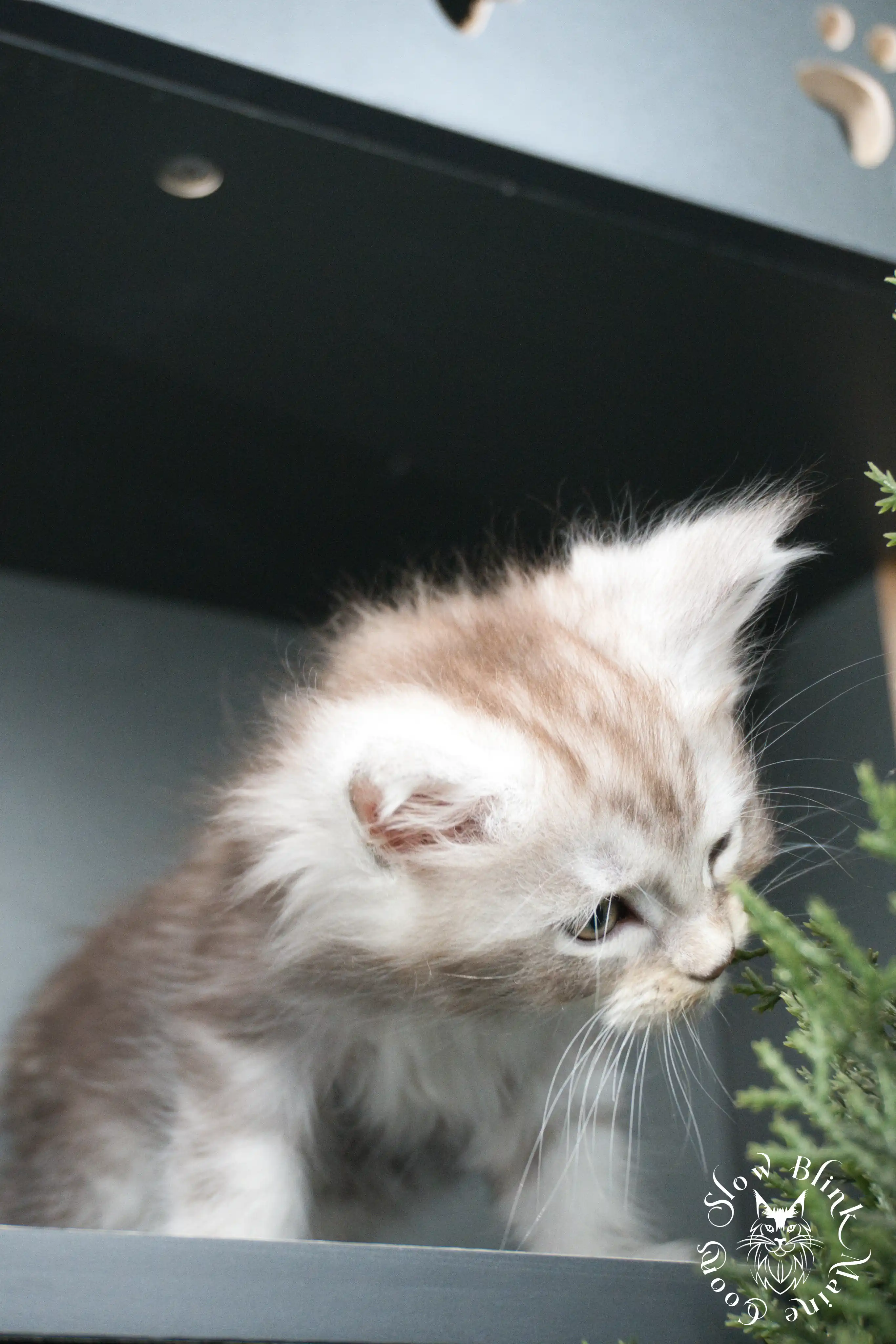 Black Silver Tabby Maine Coon Kittens > black silver tabby maine coon kitten | ems code ns 22 23 24 25 | slowblinkmainecoons | 404