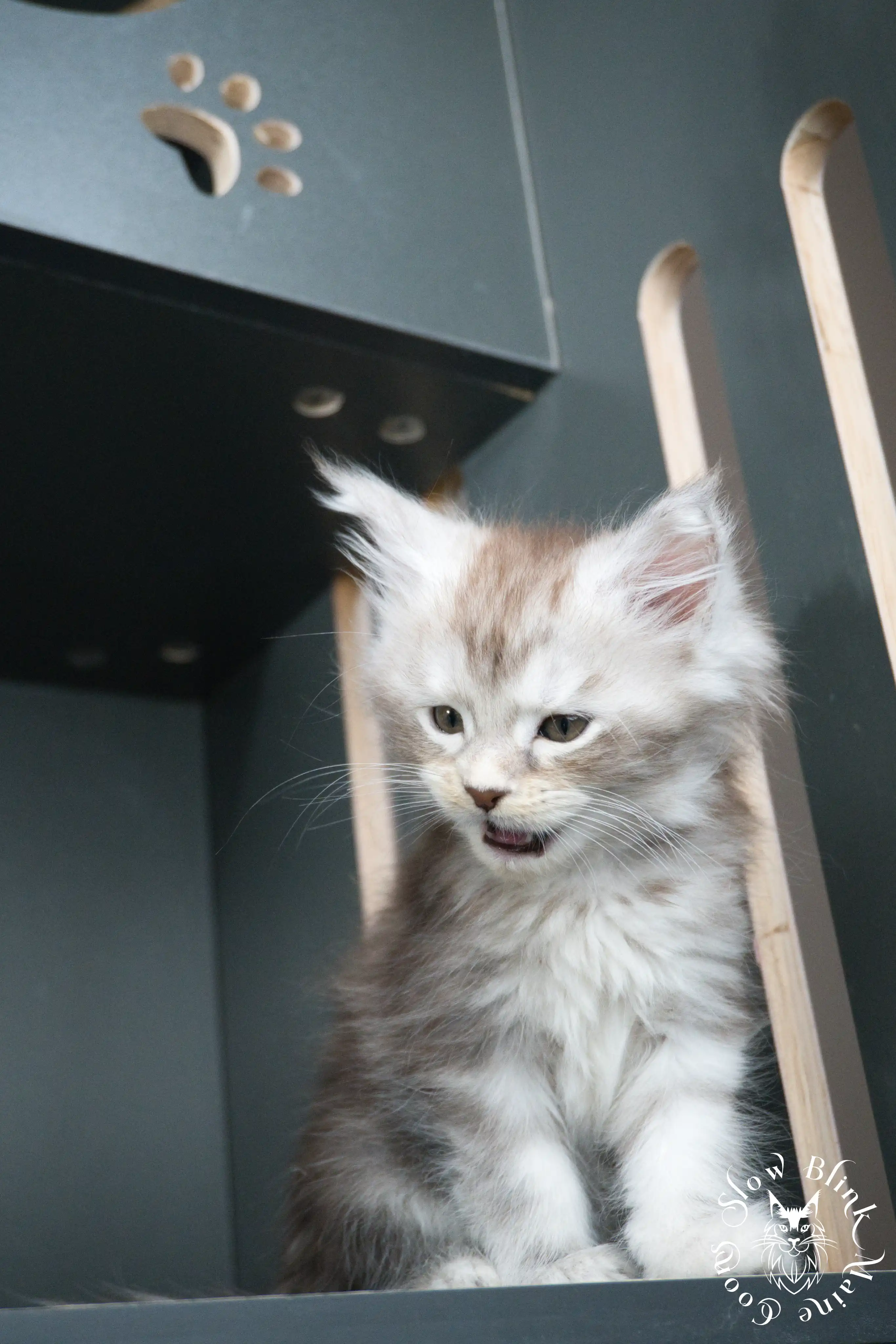 Black Silver Tabby Maine Coon Kittens > black silver tabby maine coon kitten | ems code ns 22 23 24 25 | slowblinkmainecoons | 413