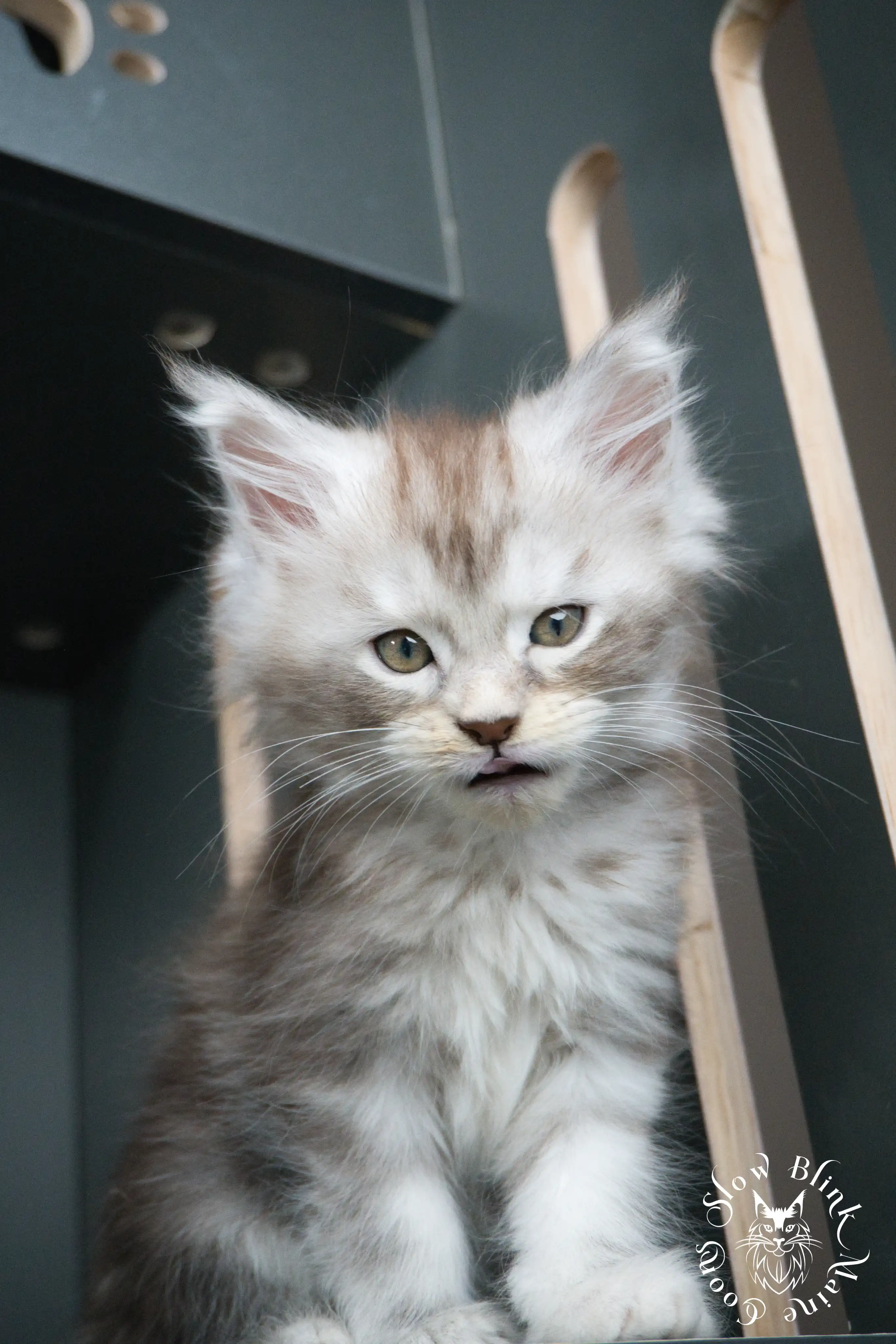 Black Silver Tabby Maine Coon Kittens > black silver tabby maine coon kitten | ems code ns 22 23 24 25 | slowblinkmainecoons | 414