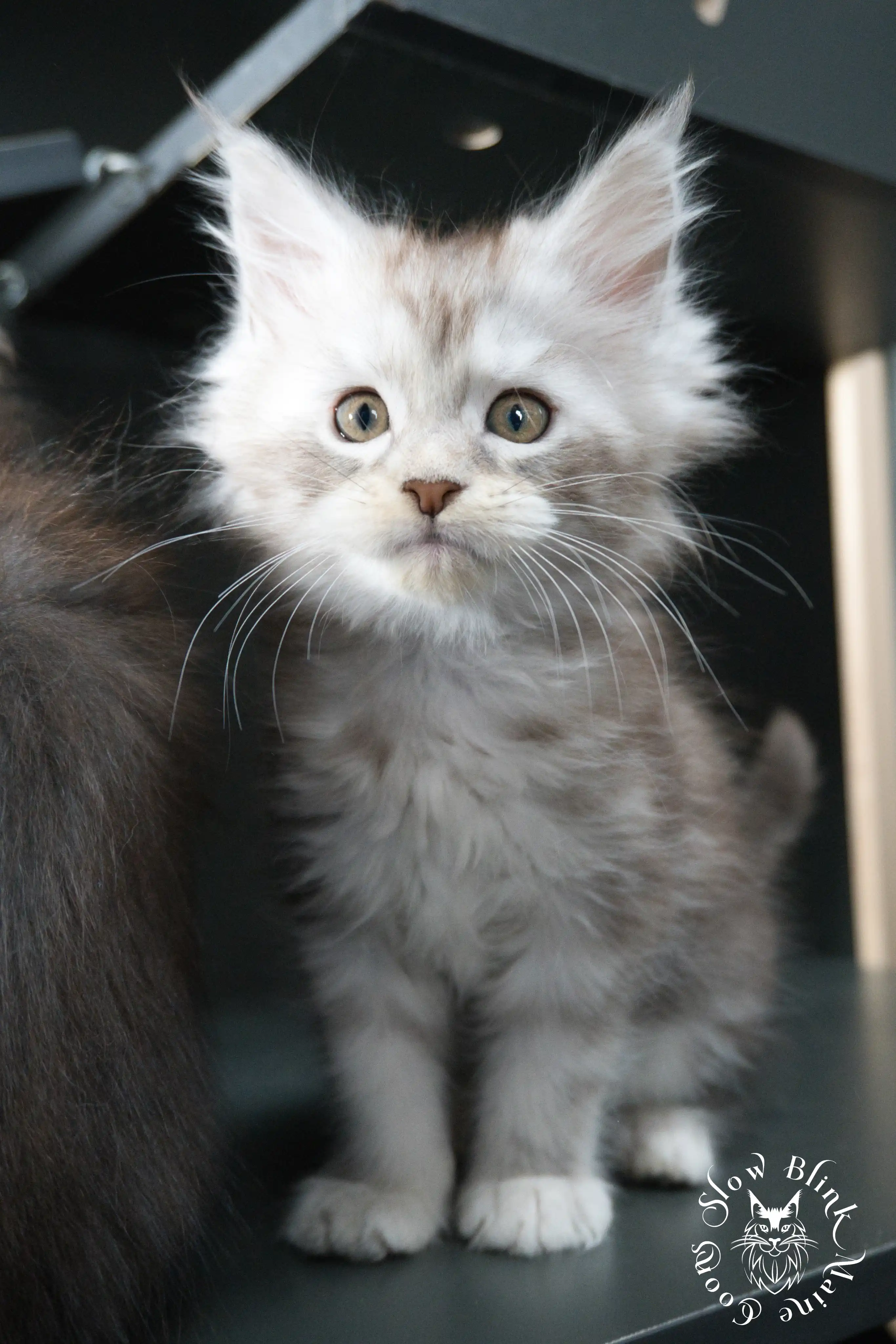 Black Silver Tabby Maine Coon Kittens > black silver tabby maine coon kitten | ems code ns 22 23 24 25 | slowblinkmainecoons | 525