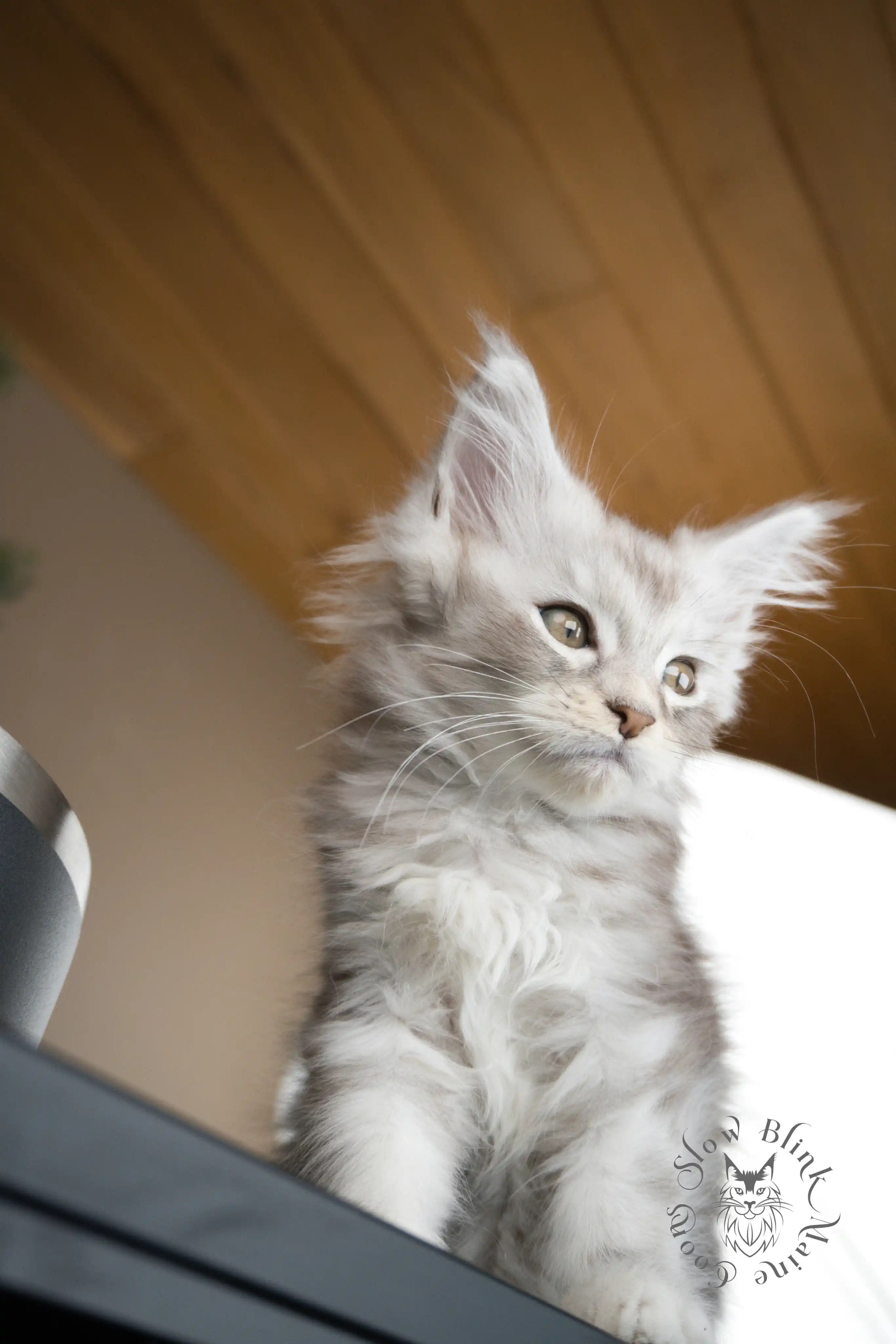 Black Silver Tabby Maine Coon Kittens > black silver tabby maine coon kitten | ems code ns 22 23 24 25 | slowblinkmainecoons | 594