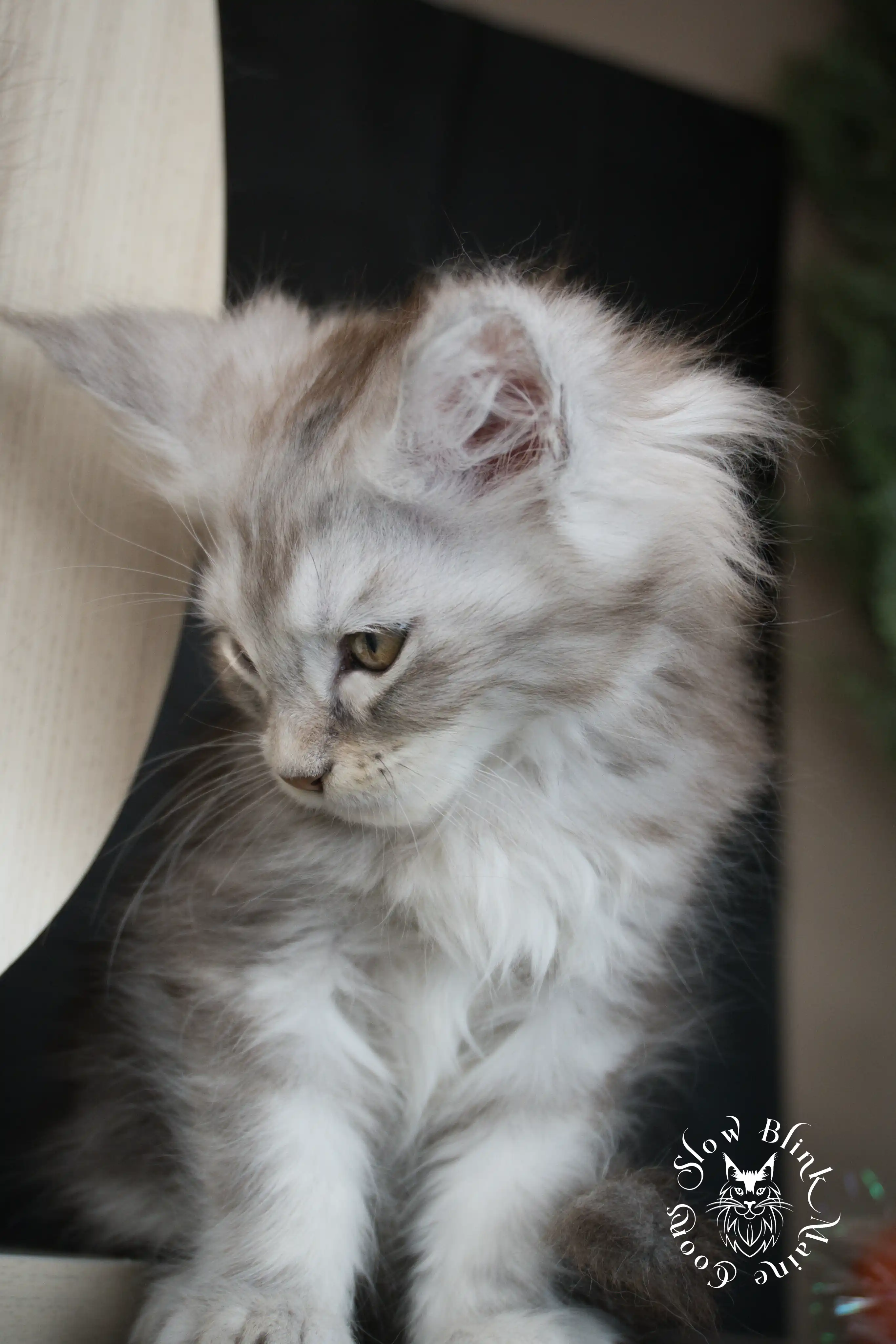 Black Silver Tabby Maine Coon Kittens > black silver tabby maine coon kitten | ems code ns 22 23 24 25 | slowblinkmainecoons | 595