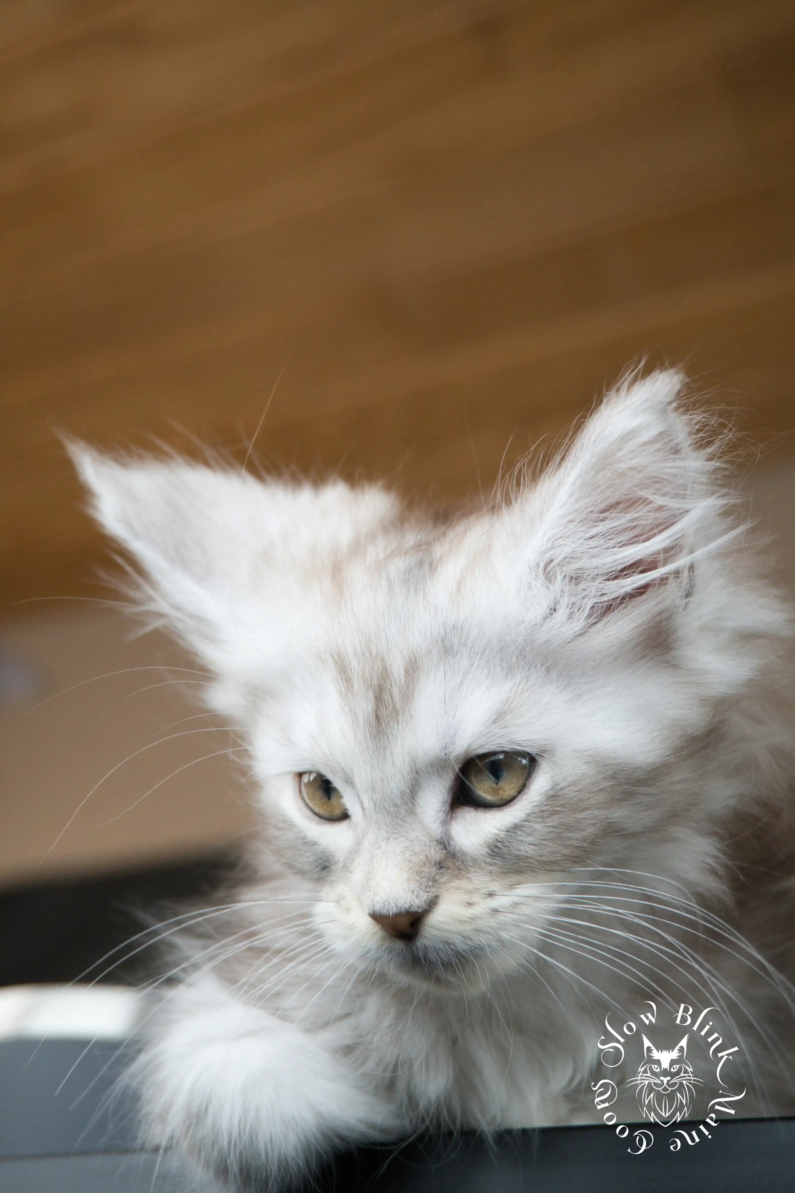 Black Silver Tabby Maine Coon Kittens > black silver tabby maine coon kitten | ems code ns 22 23 24 25 | slowblinkmainecoons | 596