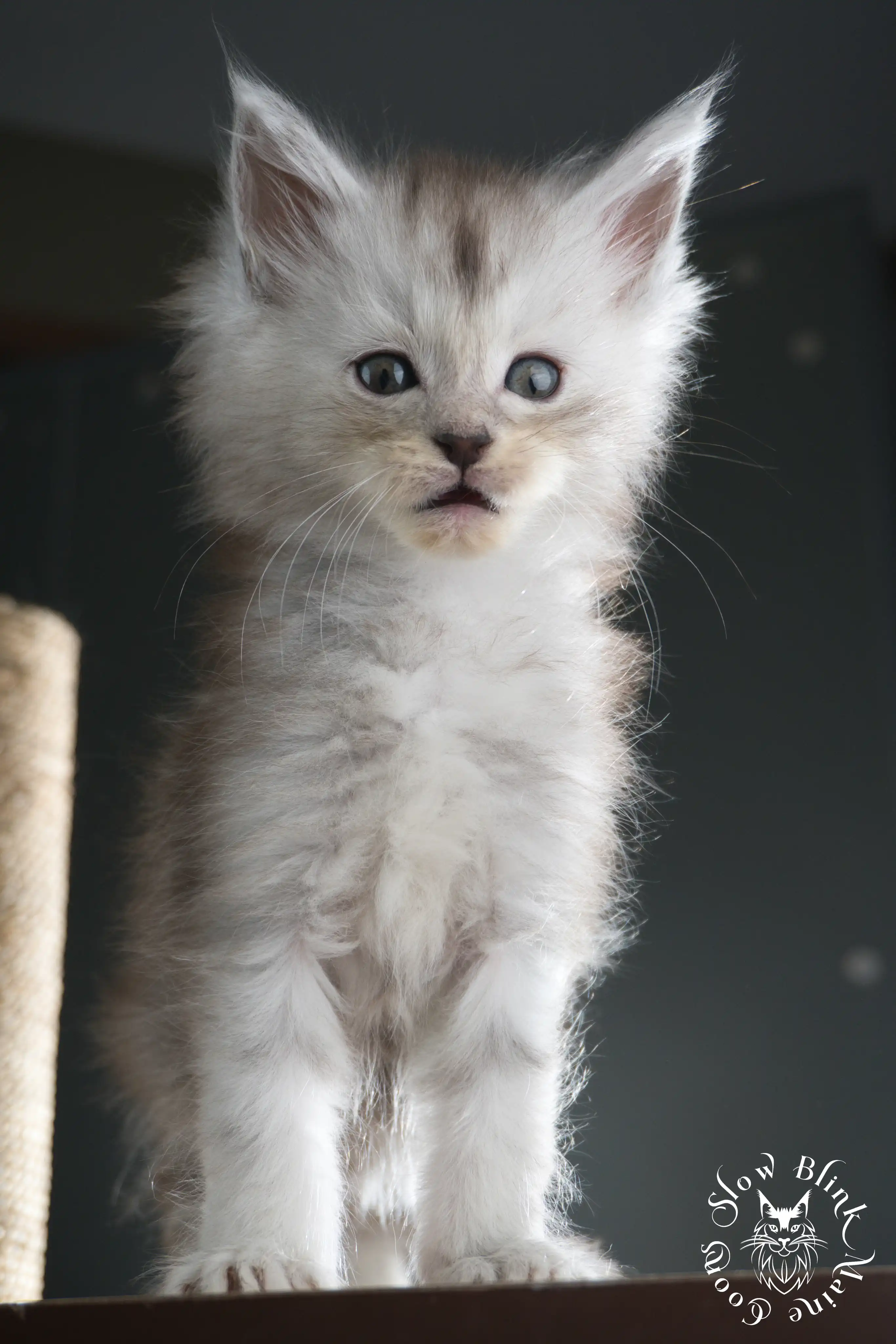 Black Silver Tabby Maine Coon Kittens > black silver tabby maine coon kitten | ems code ns 22 23 24 25 | slowblinkmainecoons | 598