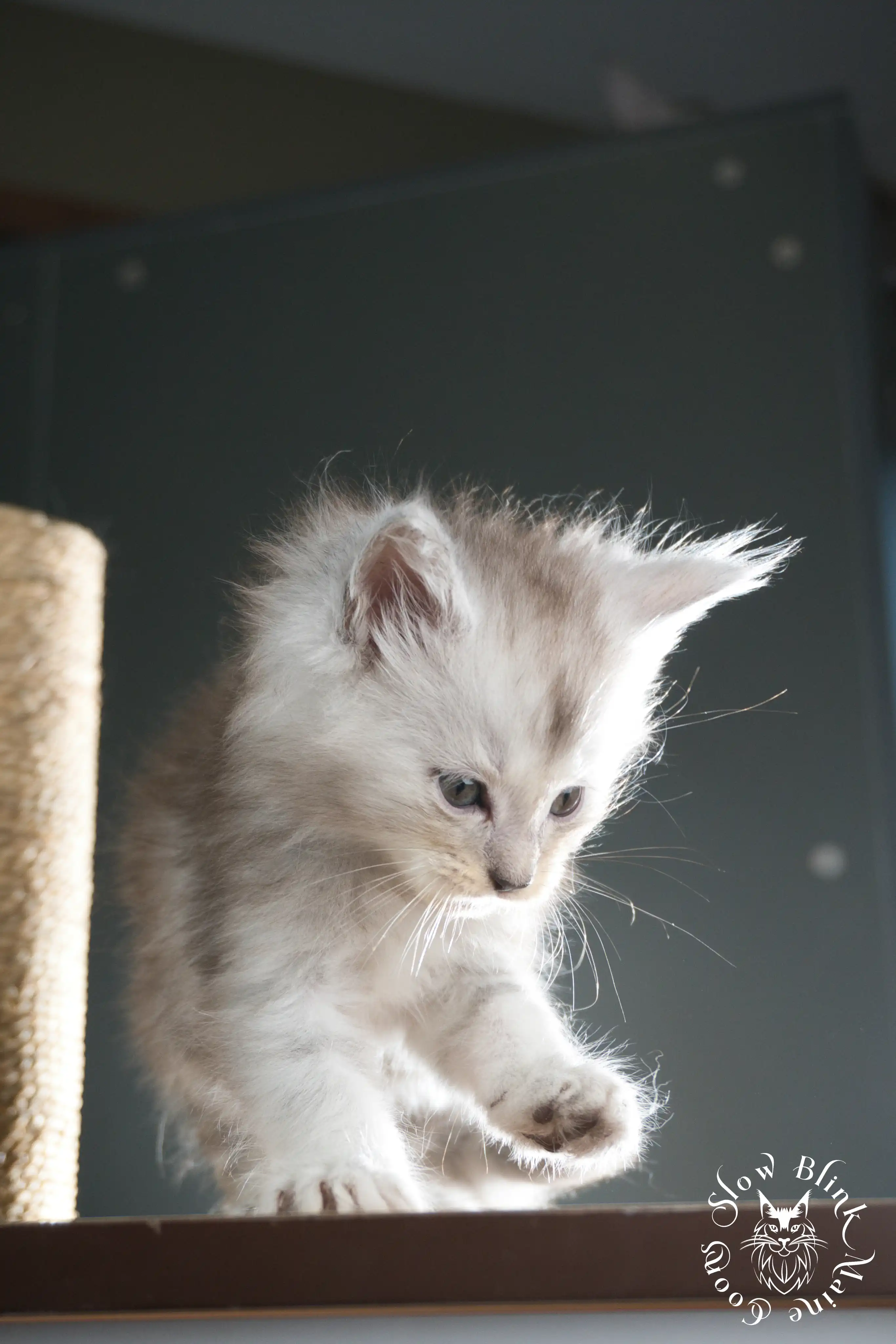 Black Silver Tabby Maine Coon Kittens > black silver tabby maine coon kitten | ems code ns 22 23 24 25 | slowblinkmainecoons | 599