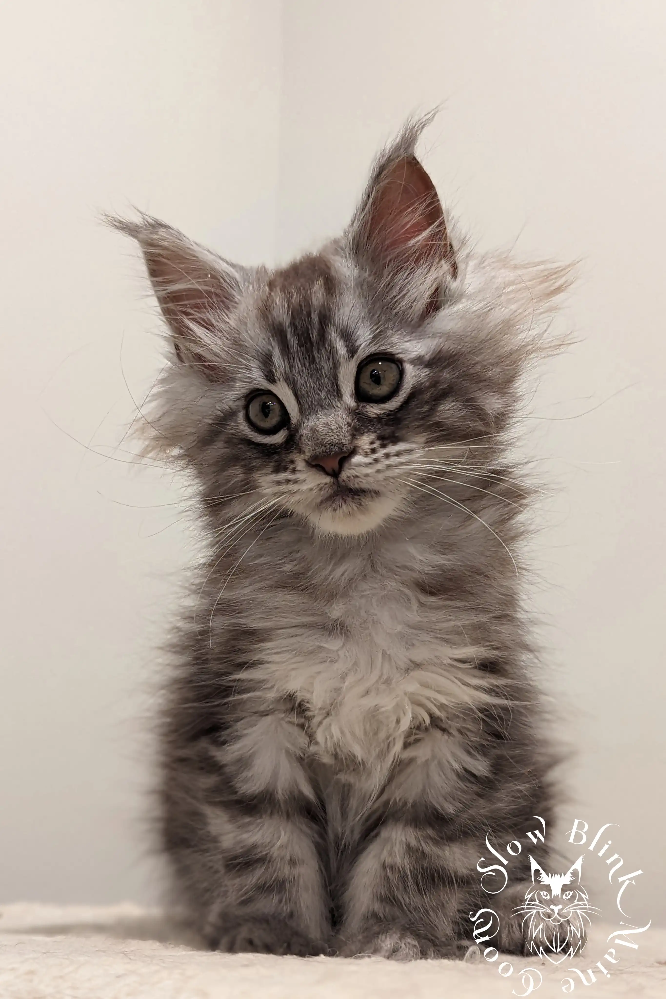 Black Silver Tabby Maine Coon Kittens > black silver tabby maine coon kitten | ems code ns 22 23 24 25 | slowblinkmainecoons | 77