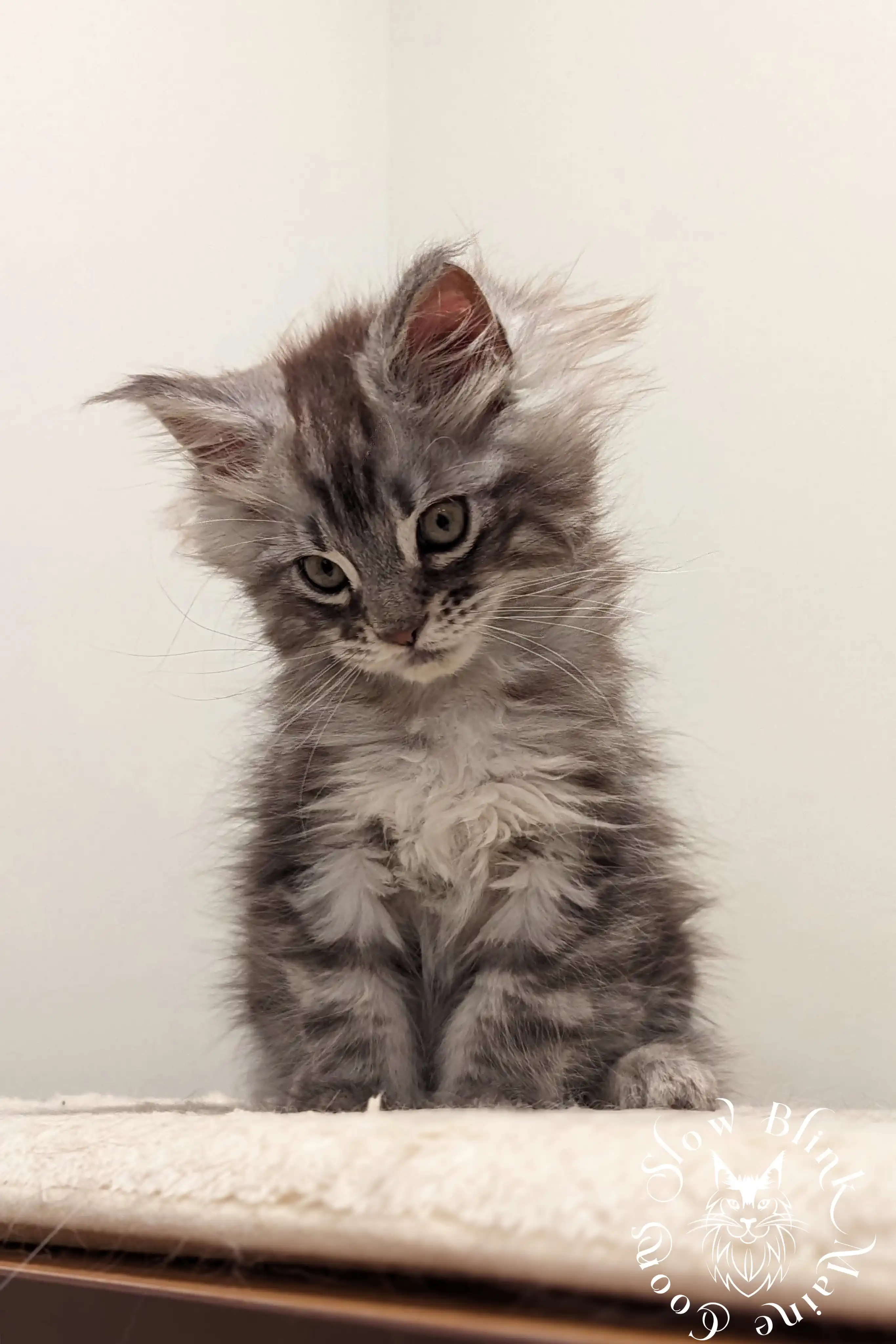 Black Silver Tabby Maine Coon Kittens > black silver tabby maine coon kitten | ems code ns 22 23 24 25 | slowblinkmainecoons | 79