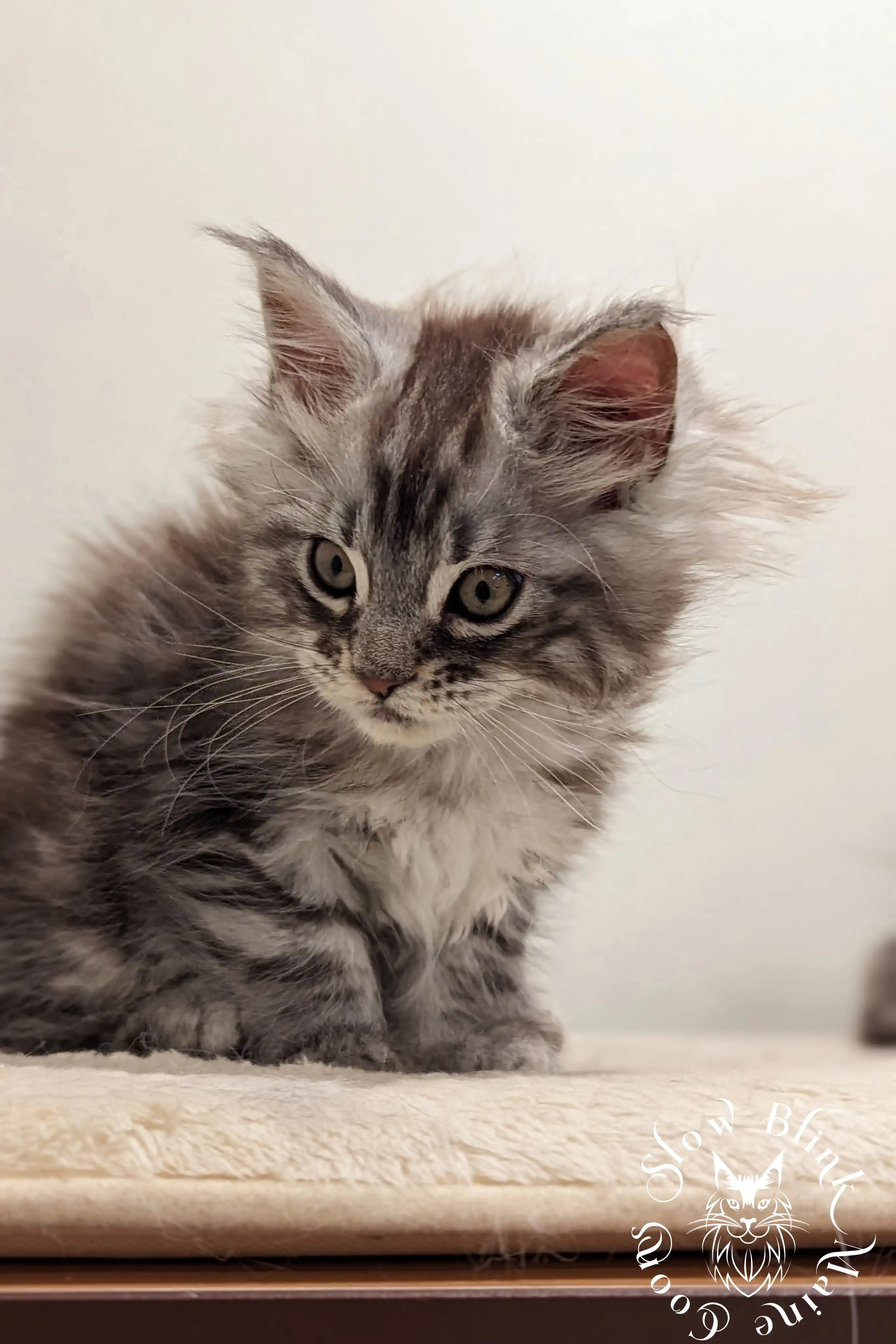 Black Silver Tabby Maine Coon Kittens > black silver tabby maine coon kitten | ems code ns 22 23 24 25 | slowblinkmainecoons | 82