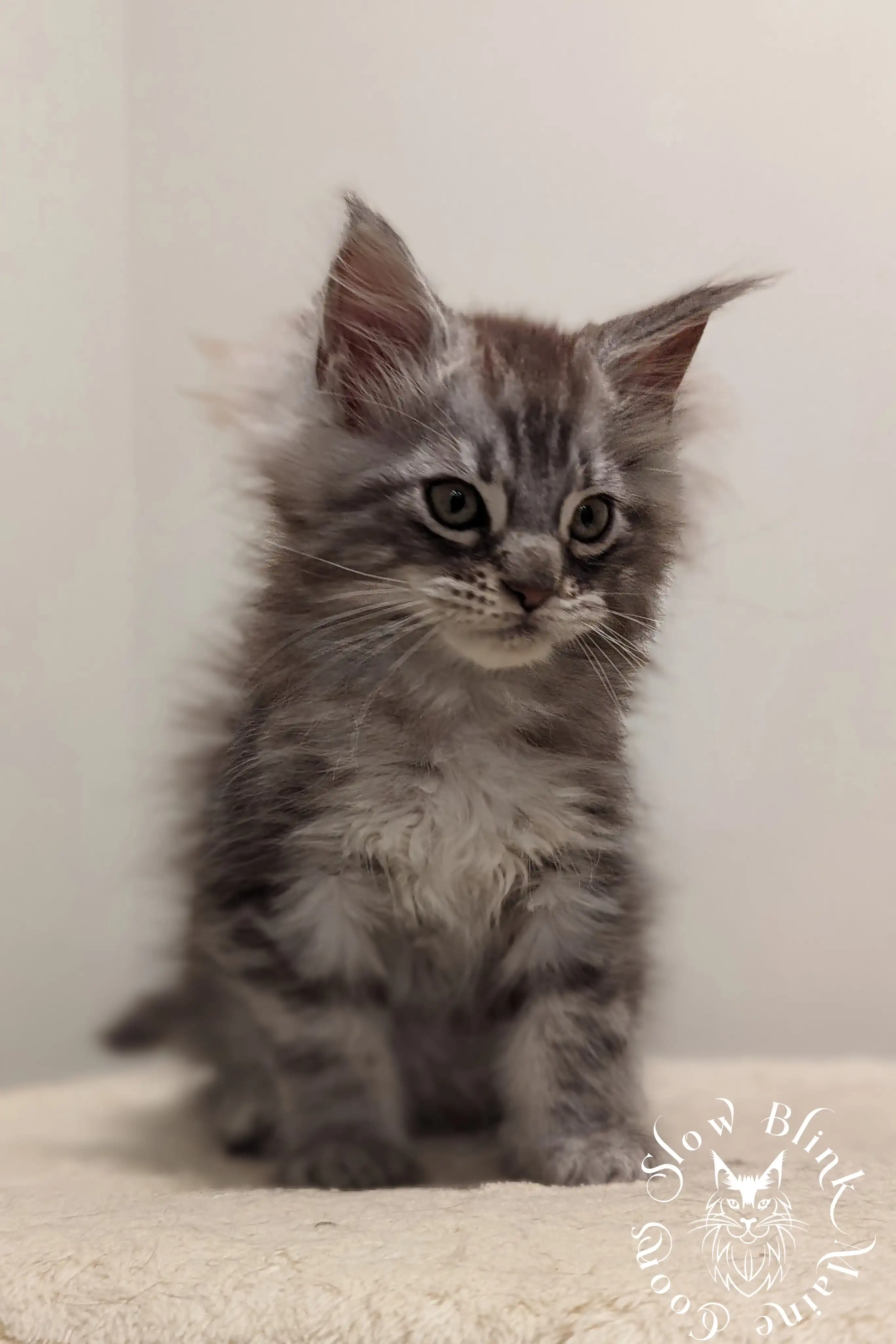 Black Silver Tabby Maine Coon Kittens > black silver tabby maine coon kitten | ems code ns 22 23 24 25 | slowblinkmainecoons | 83