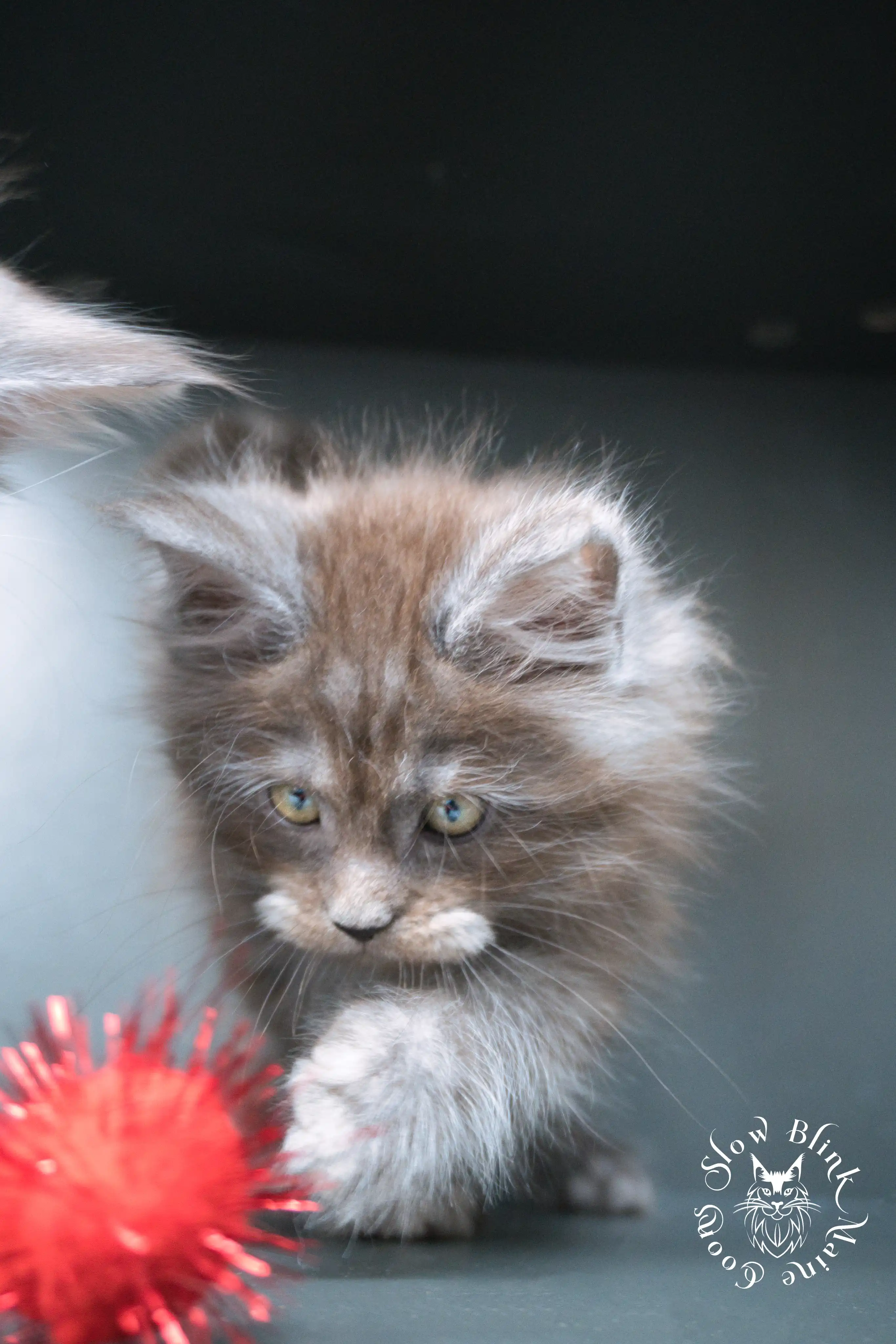 Black Smoke Maine Coon Kittens > black smoke | maine coon kitten | ems code ns | slowblinkmainecoons | 01 | 501