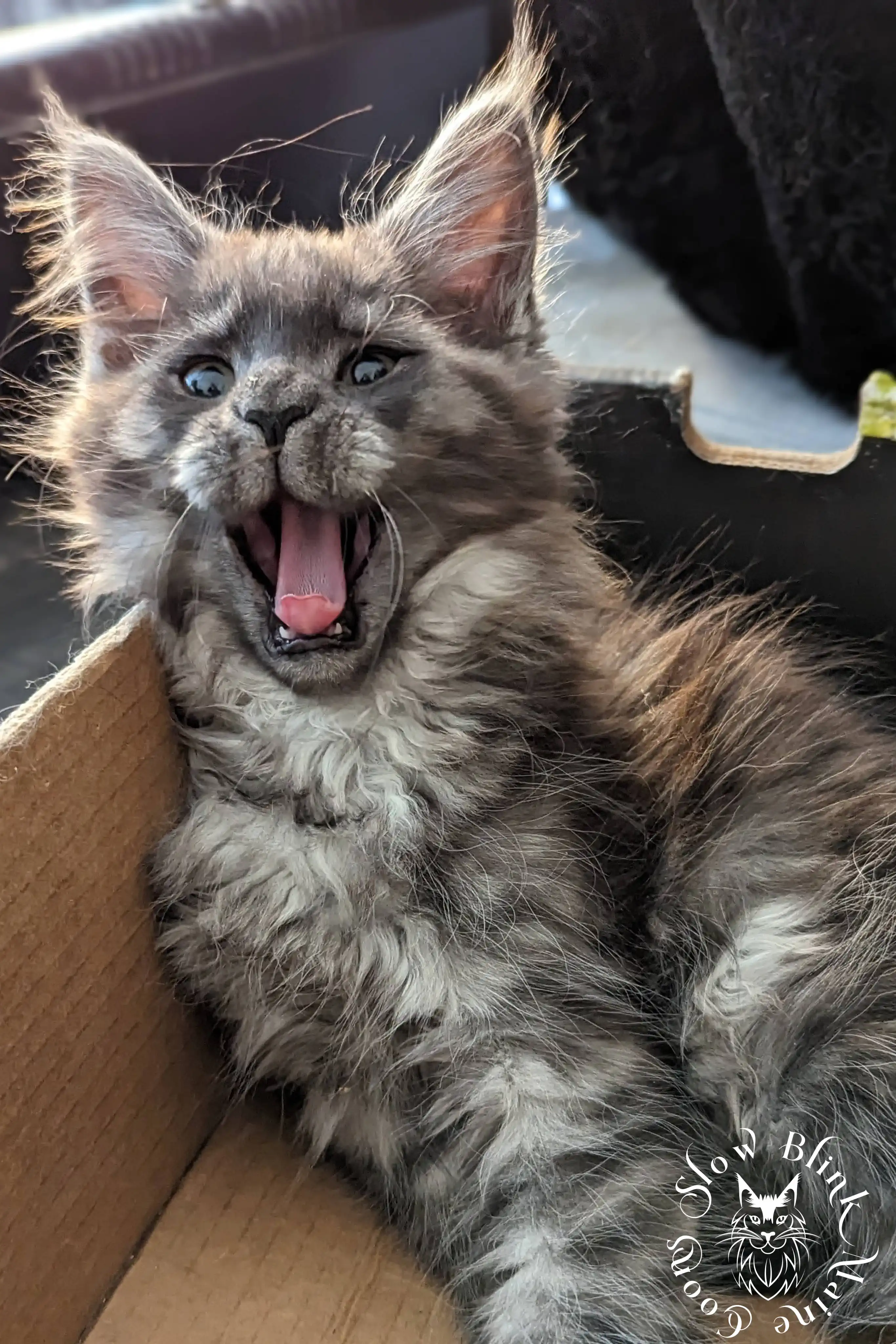 Black Smoke Maine Coon Kittens > black smoke | maine coon kitten | ems code ns | slowblinkmainecoons | 01 1005