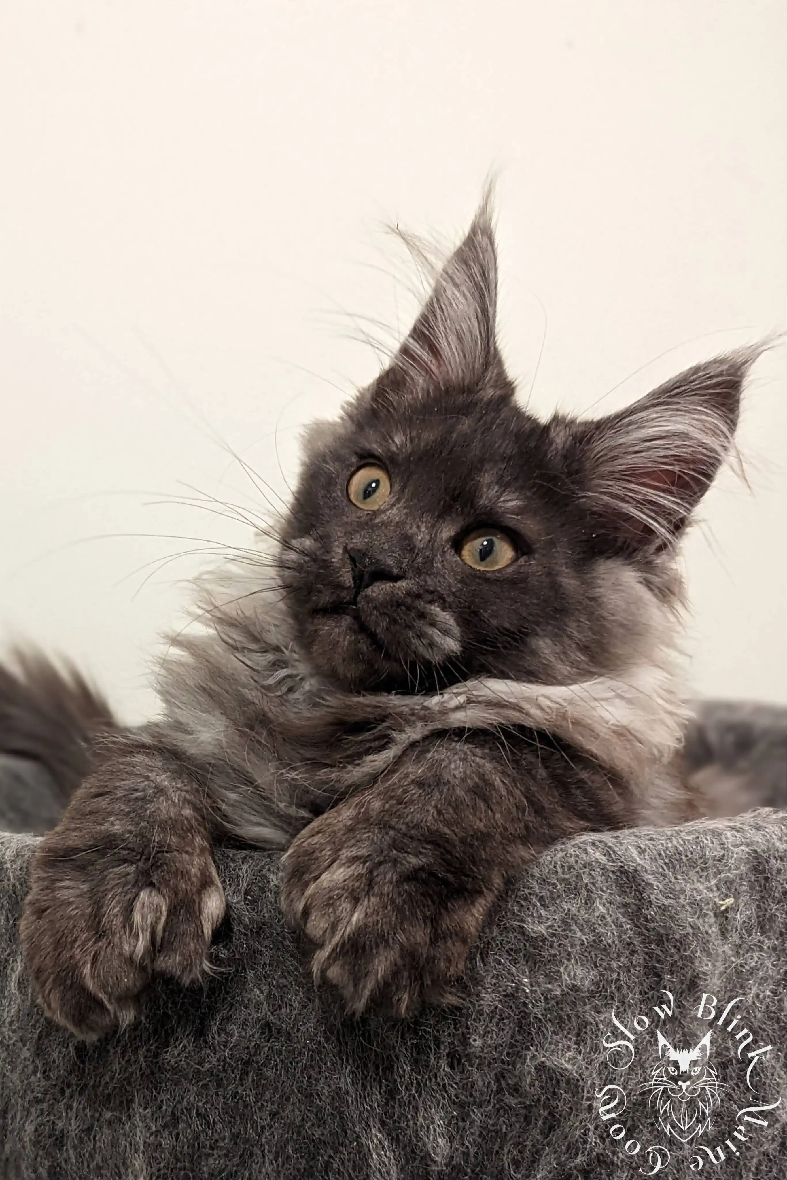 Black Smoke Maine Coon Kittens > black smoke | maine coon kitten | ems code ns | slowblinkmainecoons | 06 1013