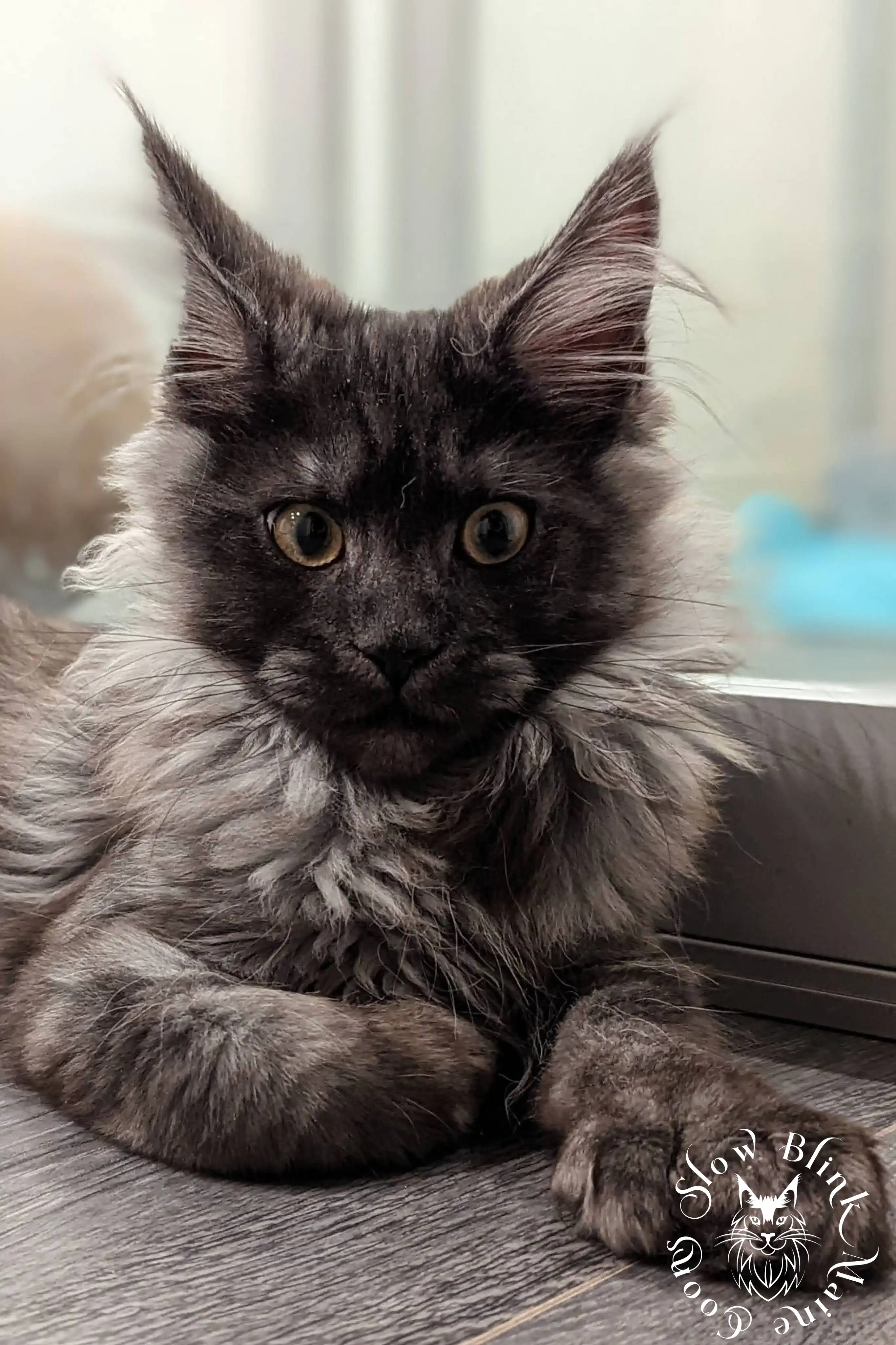 Black Smoke Maine Coon Kittens > black smoke | maine coon kitten | ems code ns | slowblinkmainecoons | 07 1008