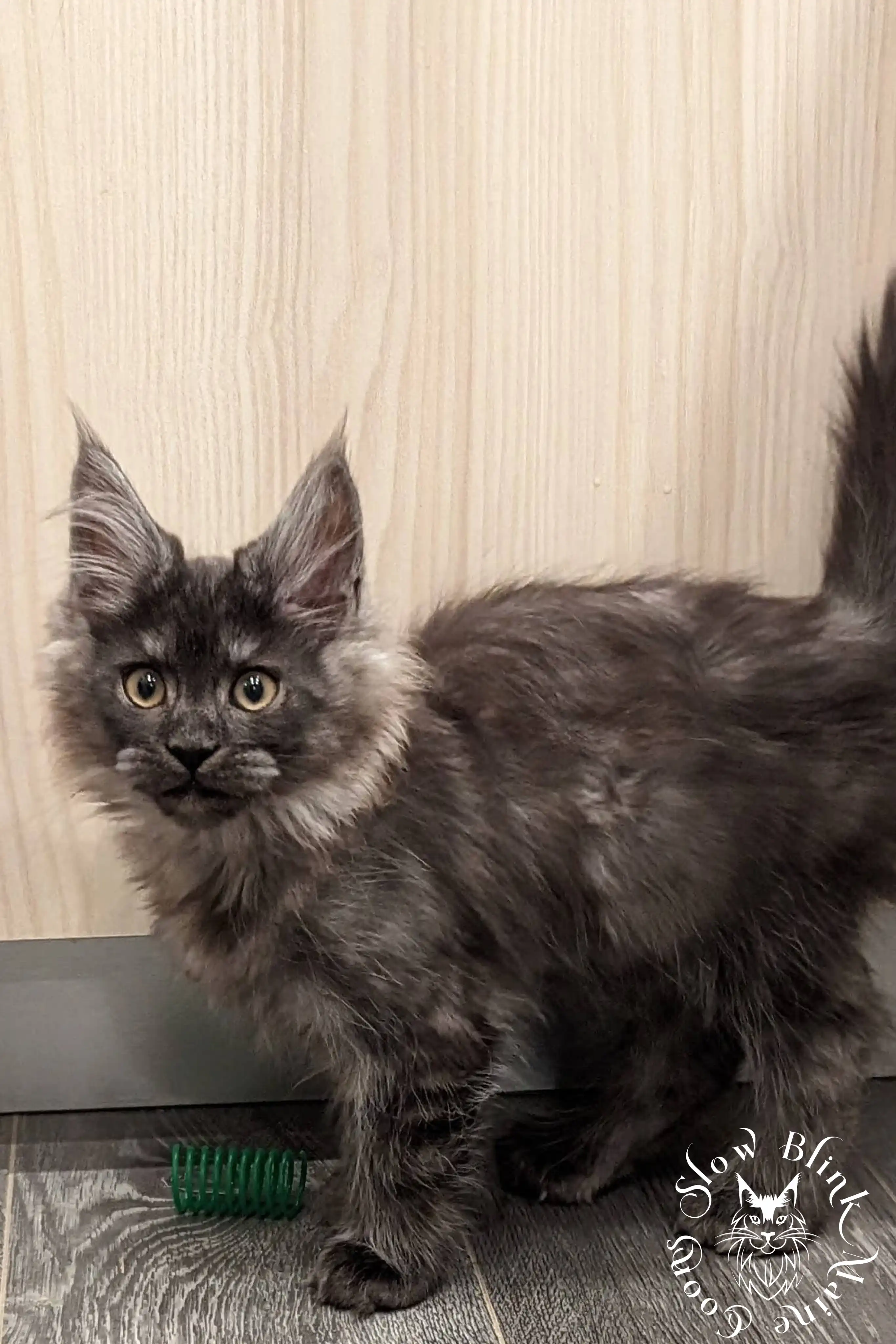 Black Smoke Maine Coon Kittens > black smoke | maine coon kitten | ems code ns | slowblinkmainecoons | 1003