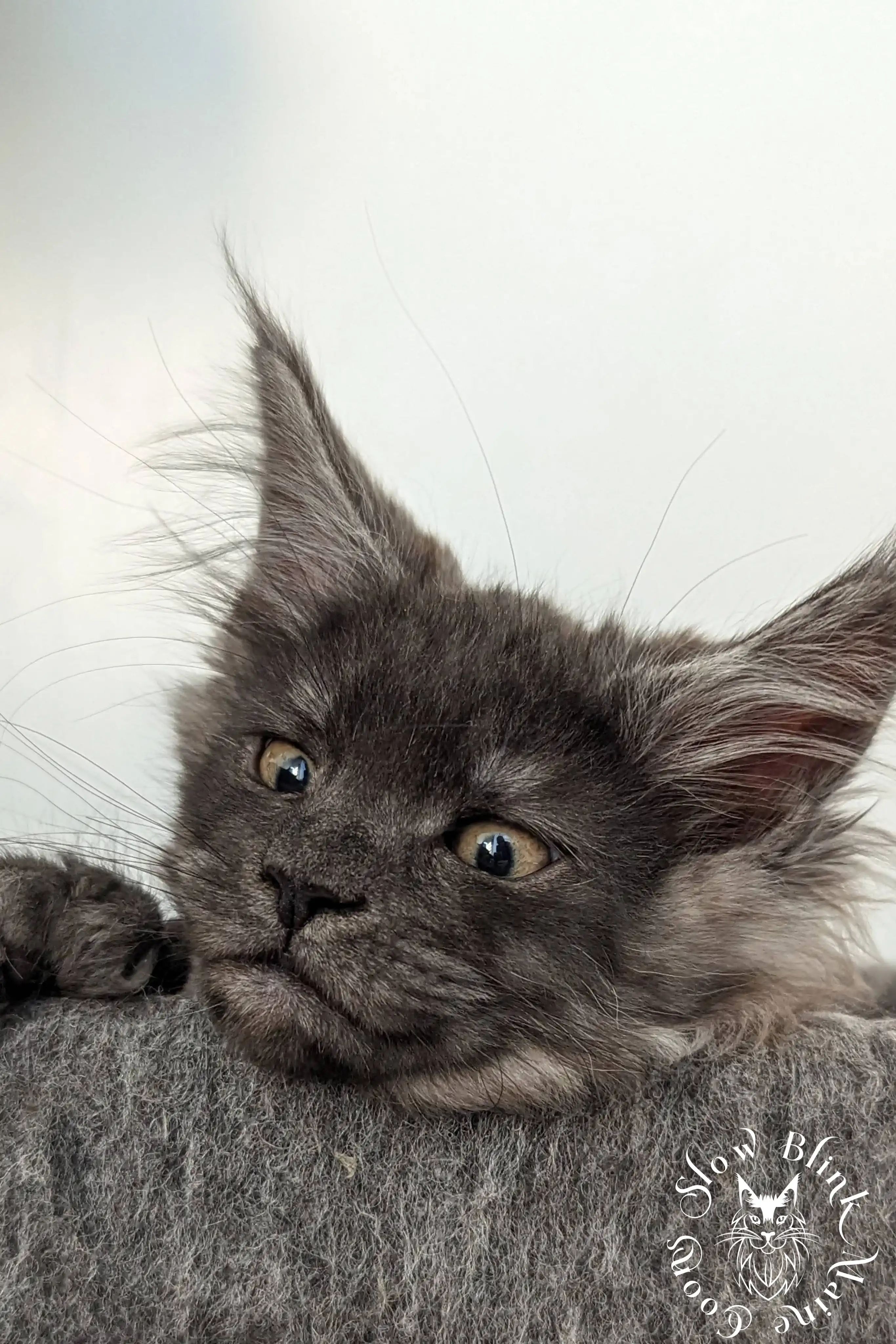 Black Smoke Maine Coon Kittens > black smoke | maine coon kitten | ems code ns | slowblinkmainecoons | 1004