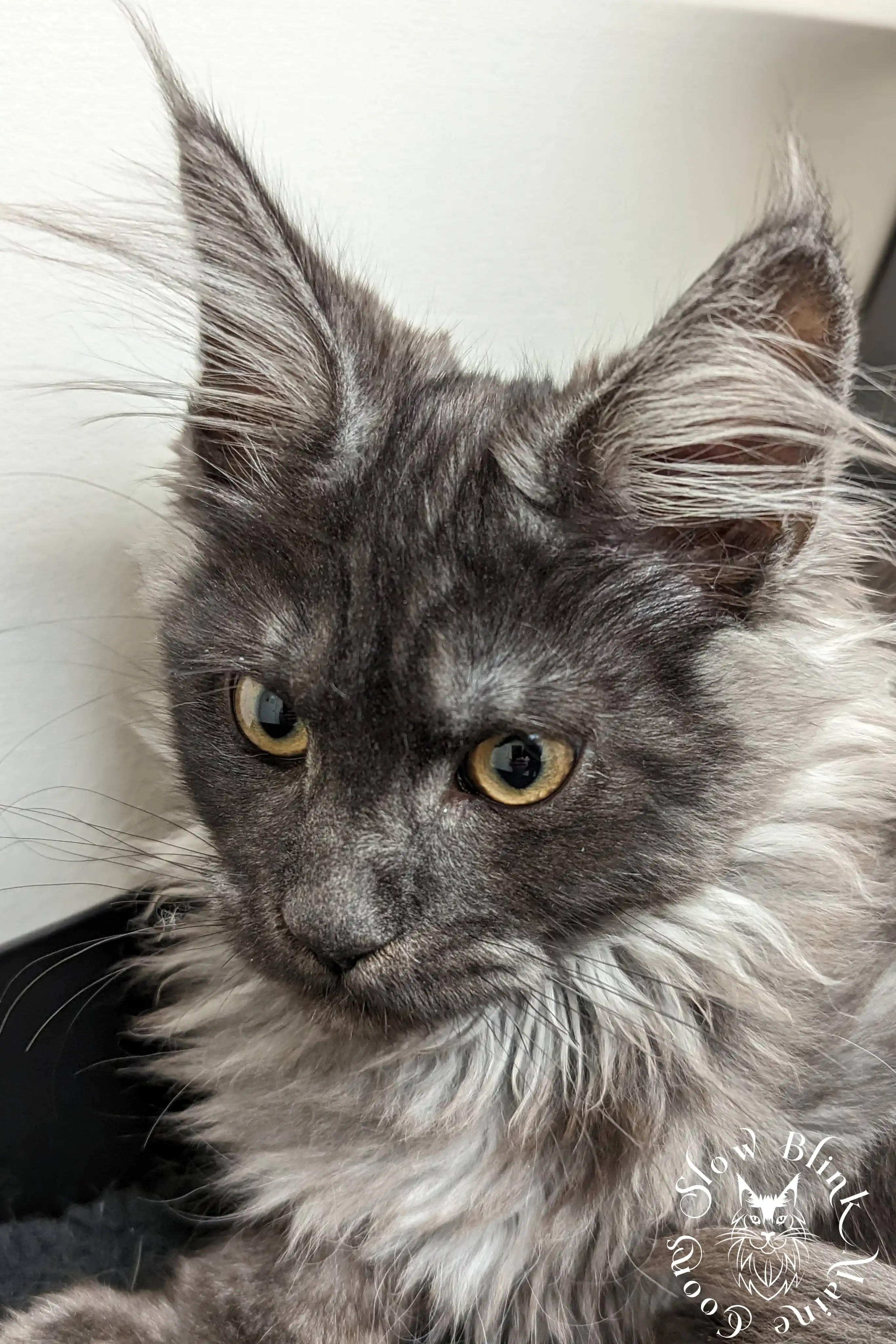 Black Smoke Maine Coon Kittens > black smoke | maine coon kitten | ems code ns | slowblinkmainecoons | 1006