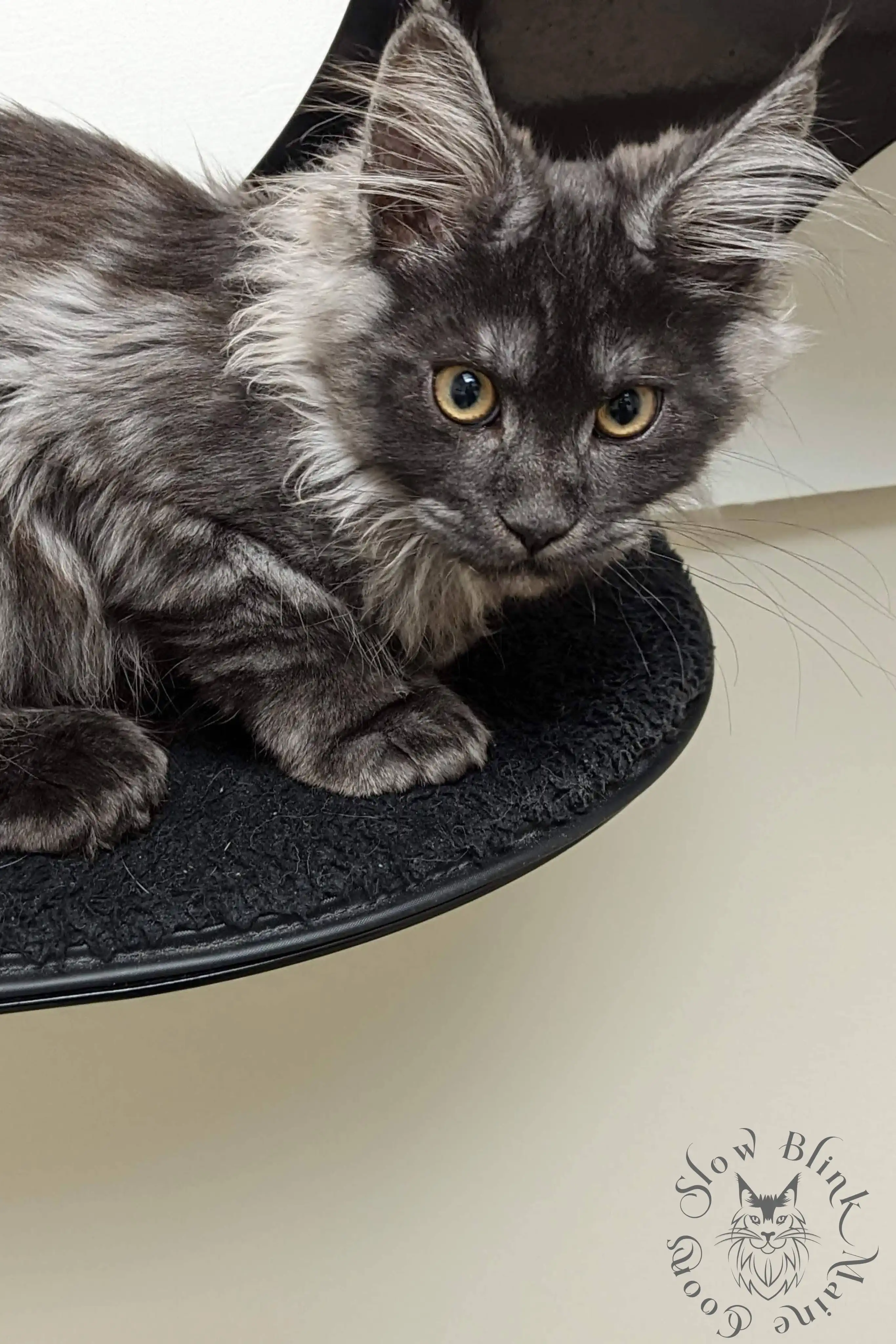 Black Smoke Maine Coon Kittens > black smoke | maine coon kitten | ems code ns | slowblinkmainecoons | 1007