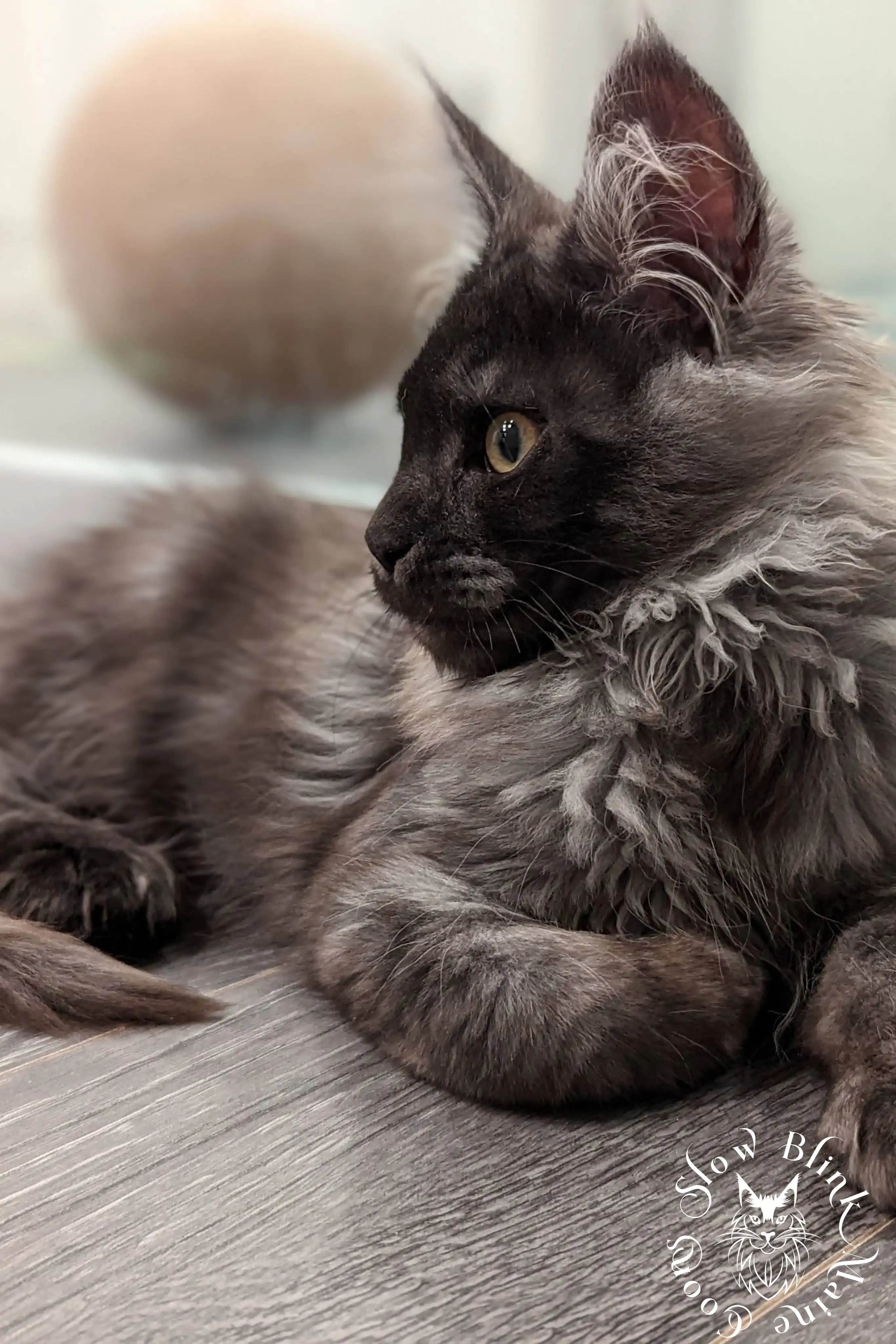 Black Smoke Maine Coon Kittens > black smoke | maine coon kitten | ems code ns | slowblinkmainecoons | 1009