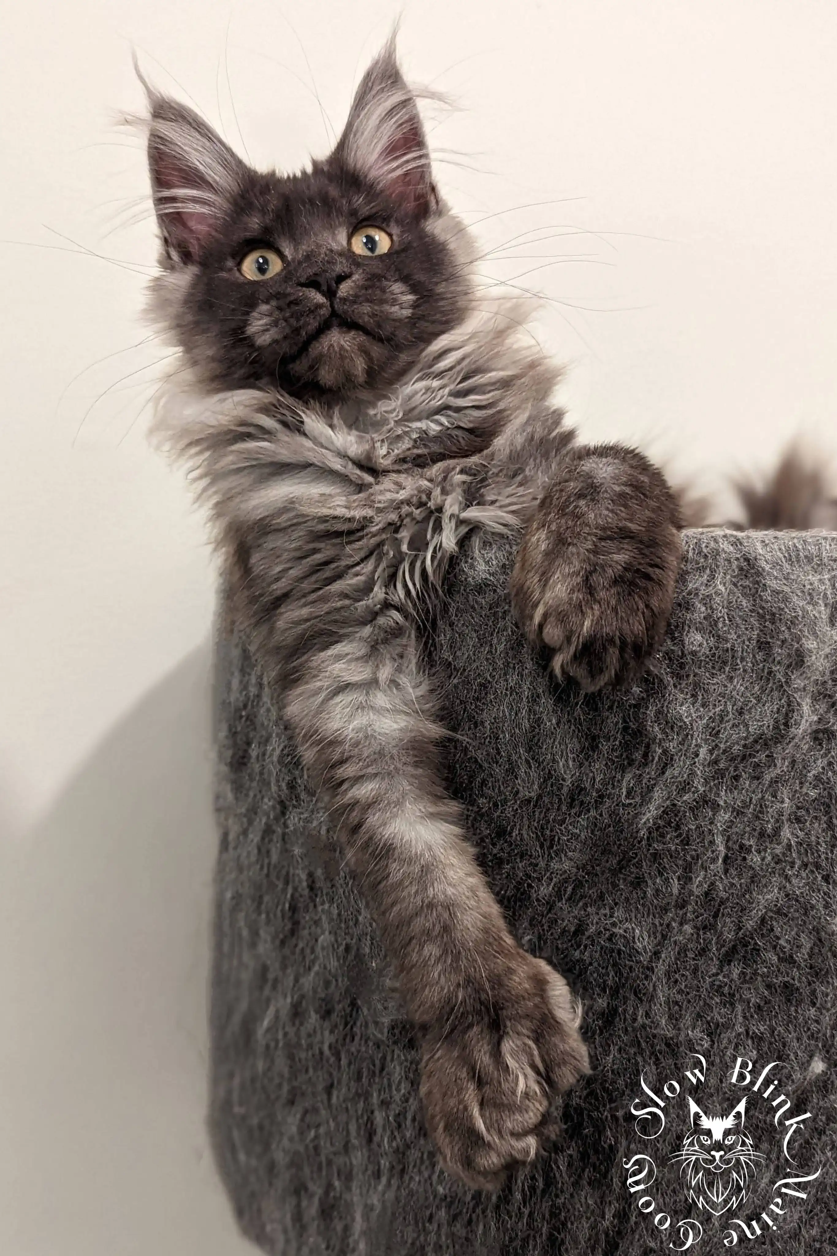 Black Smoke Maine Coon Kittens > black smoke | maine coon kitten | ems code ns | slowblinkmainecoons | 1010