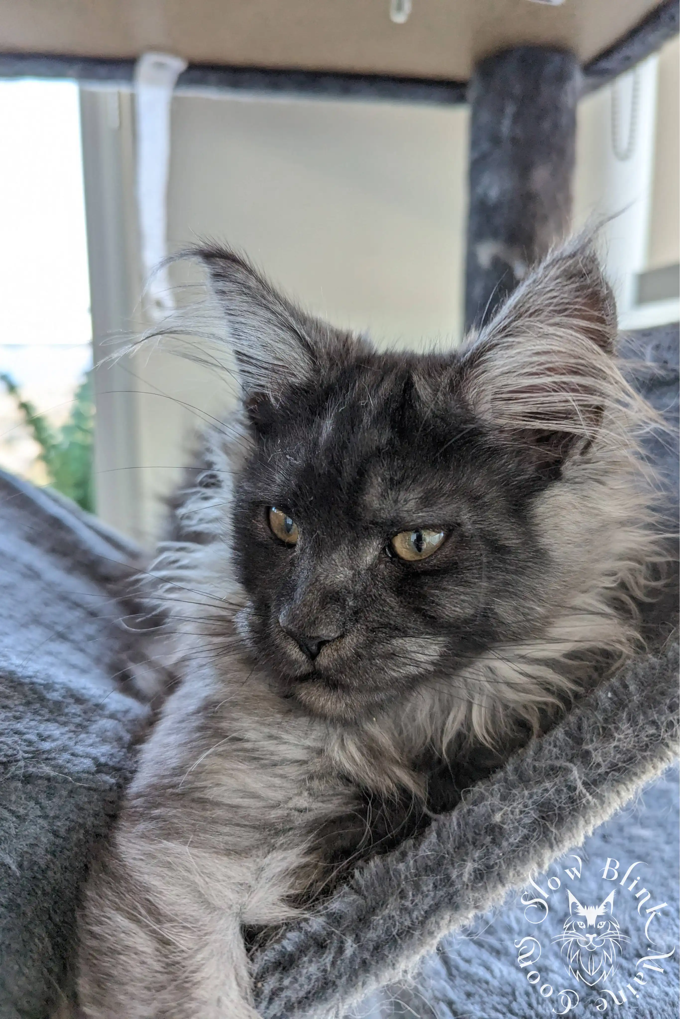 Black Smoke Maine Coon Kittens > black smoke | maine coon kitten | ems code ns | slowblinkmainecoons | 1012